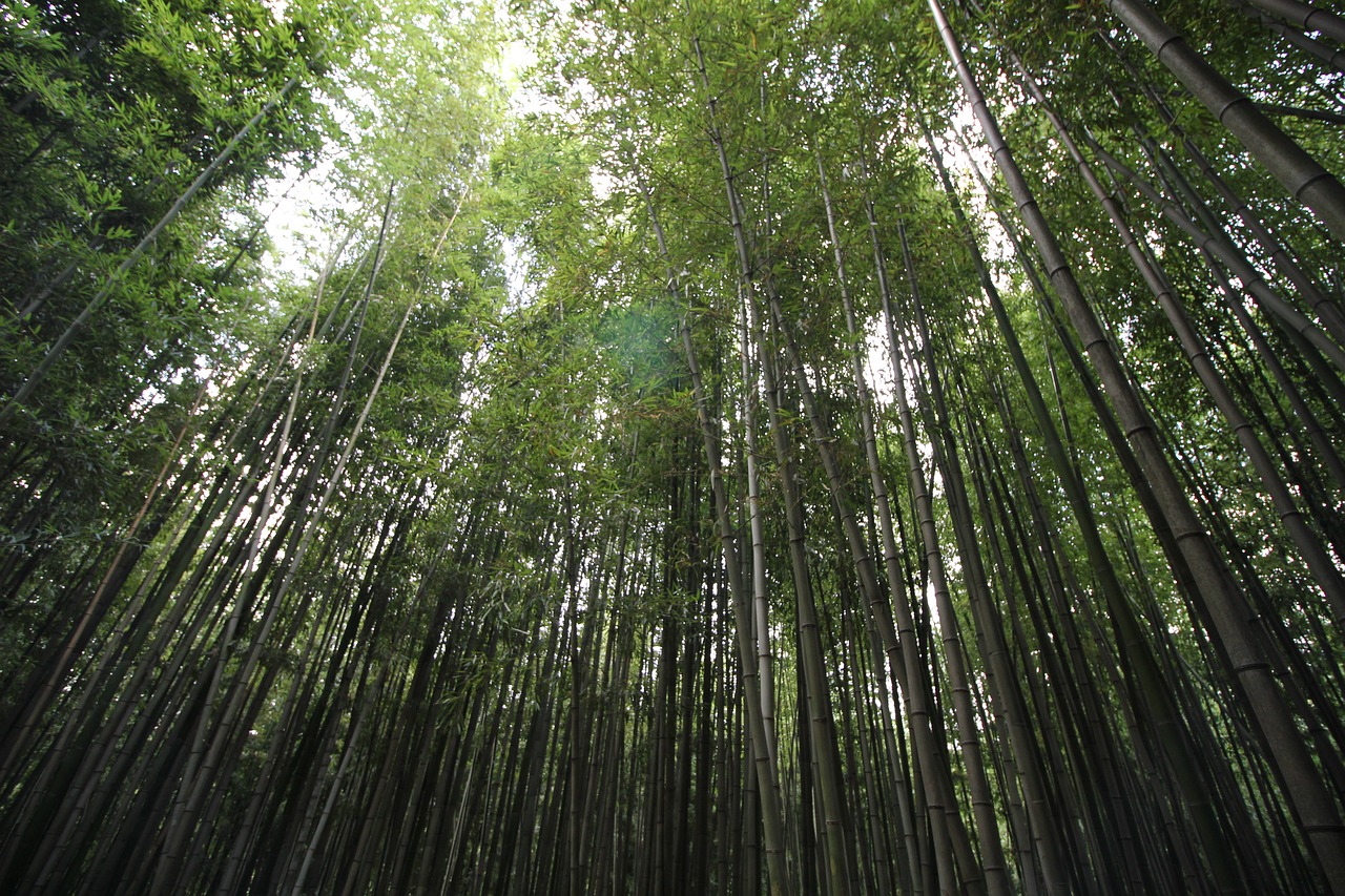 Damyang, Bambuko Žalia, Bambukas, Miškas, Korėja, Nemokamos Nuotraukos,  Nemokama Licenzija