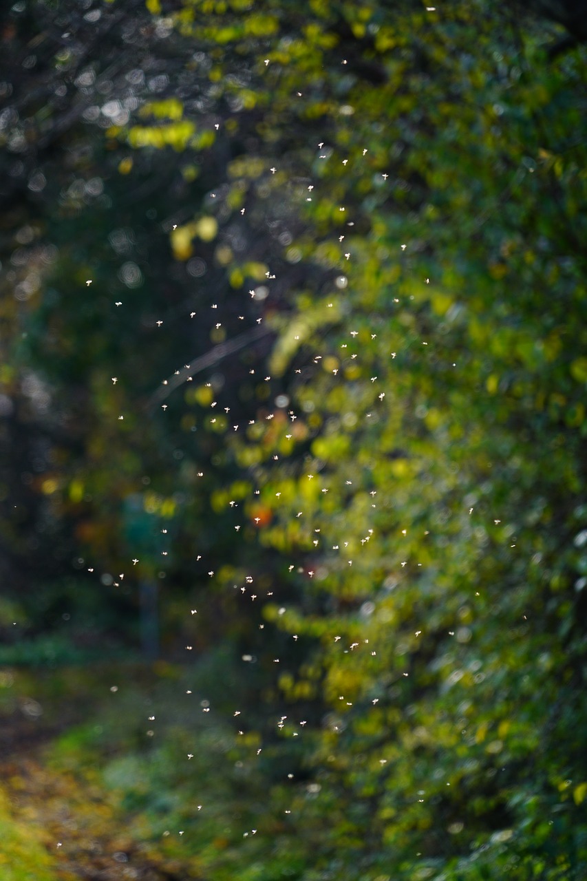 Šokių Uodai, Uodas, Swarm, Uodai, Fliegenschwarm, Atgal Šviesa, Vabzdys, Neužkandantys Midges, Chironomidae, Avių Oda