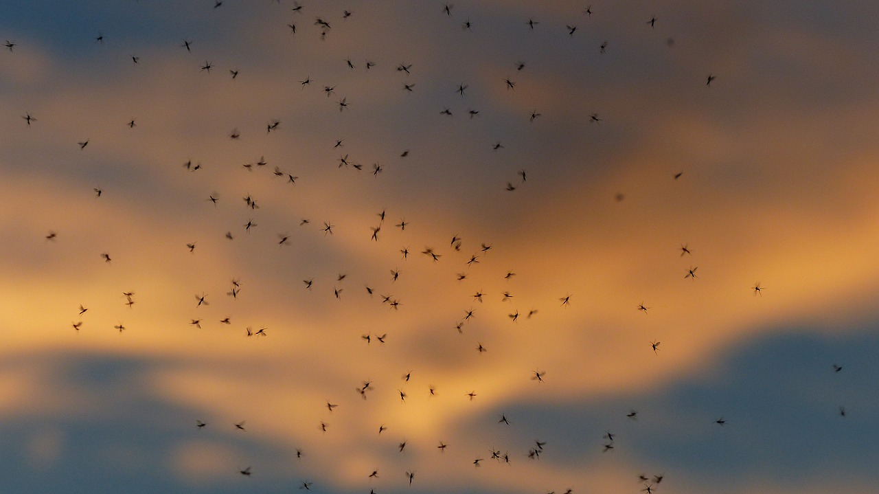 Šokių Mokyklos, Uodai, Masė, En Masse, Birių Indėlių, Uodas, Swarm, Fliegenschwarm, Atgal Šviesa, Vabzdys