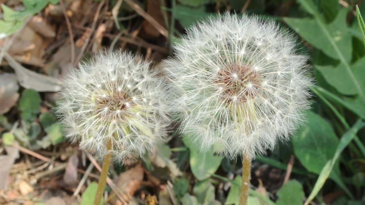 Kiaulpienė, Kiaulpienė M. Salė, Gėlės, Balta, Kiaulpienės Gėlė, Kiaulpienes, Gamta, Pavasaris, Augalai, Baseinas