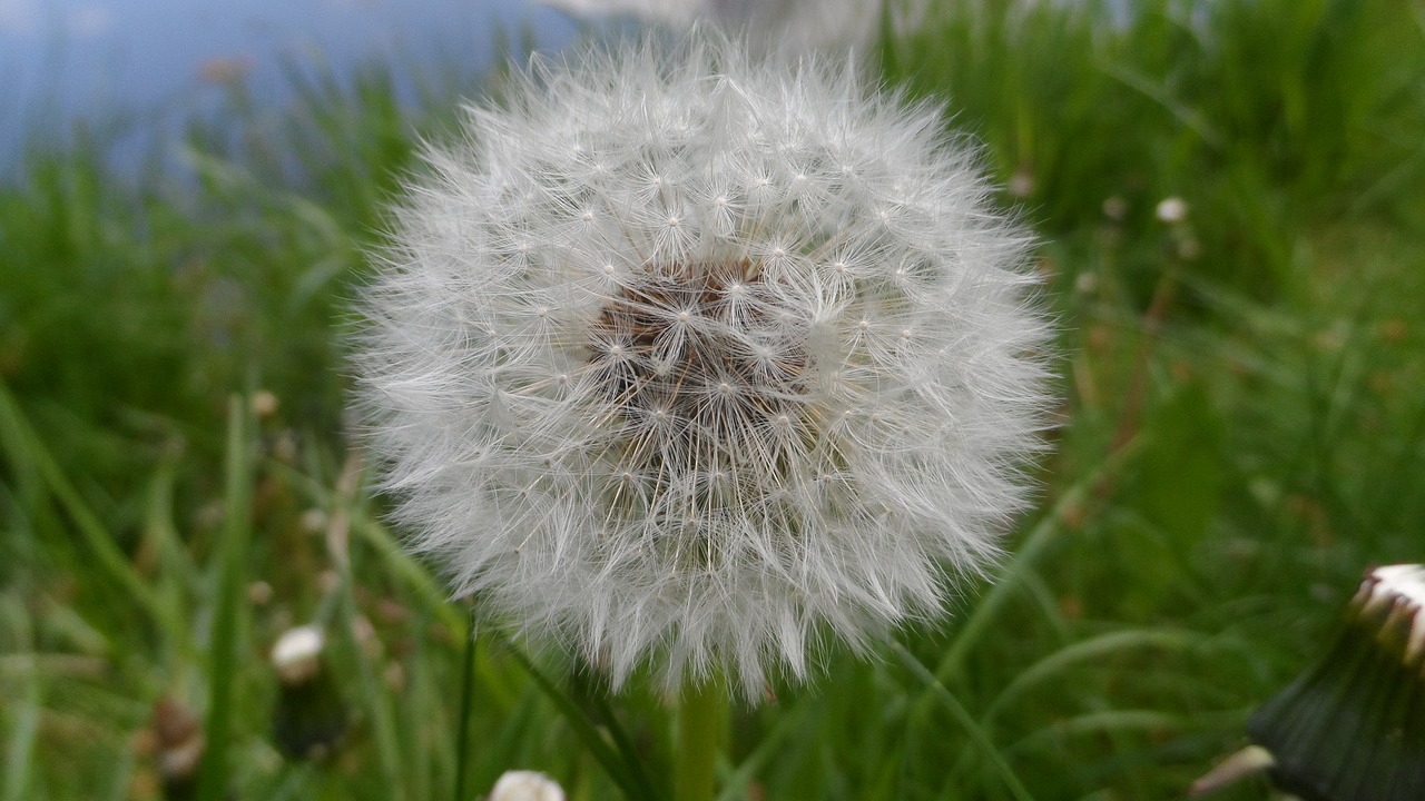 Kiaulpienė, Laukinė Gėlė, Gėlė, Aštraus Gėlė, Kompozitai, Uždaryti, Gamta, Vasara, Fauna, Augalas