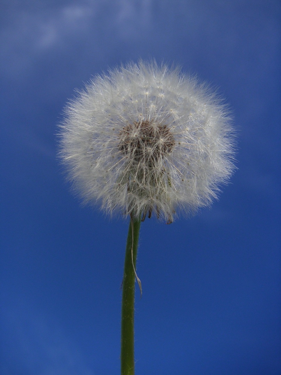 Kiaulpienė, Taraxacum Officinale, Nemokamos Nuotraukos,  Nemokama Licenzija