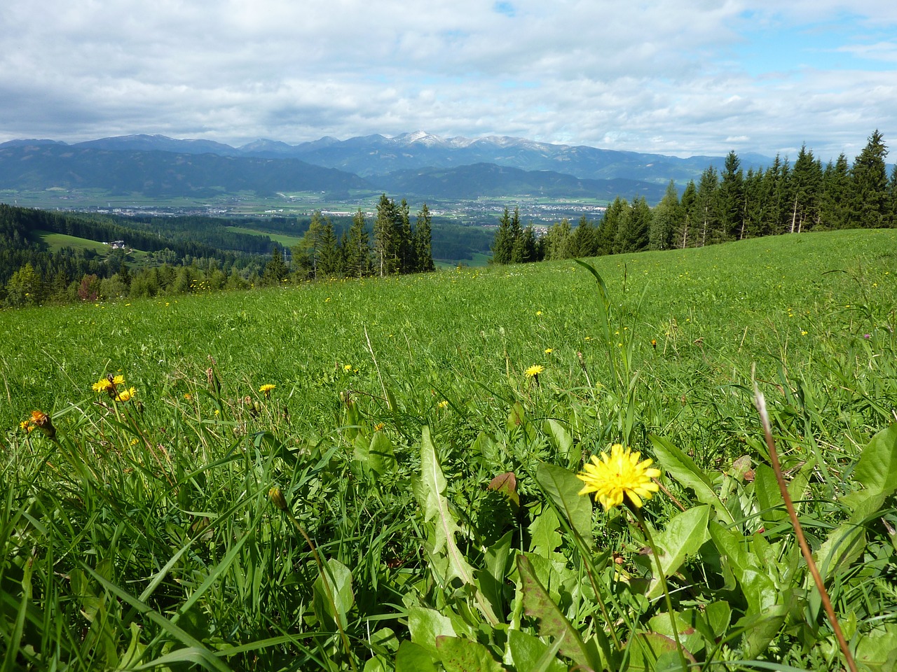 Kiaulpienė, Pieva, Kalnai, Aštraus Gėlė, Gamta, Nemokamos Nuotraukos,  Nemokama Licenzija