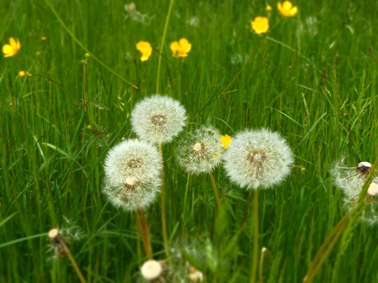 Kiaulpienė, Pavasario Pieva, Buttercup, Žalias, Gamta, Pavasaris, Uždaryti, Sodas, Gėlių Pieva, Geltona Gėlė