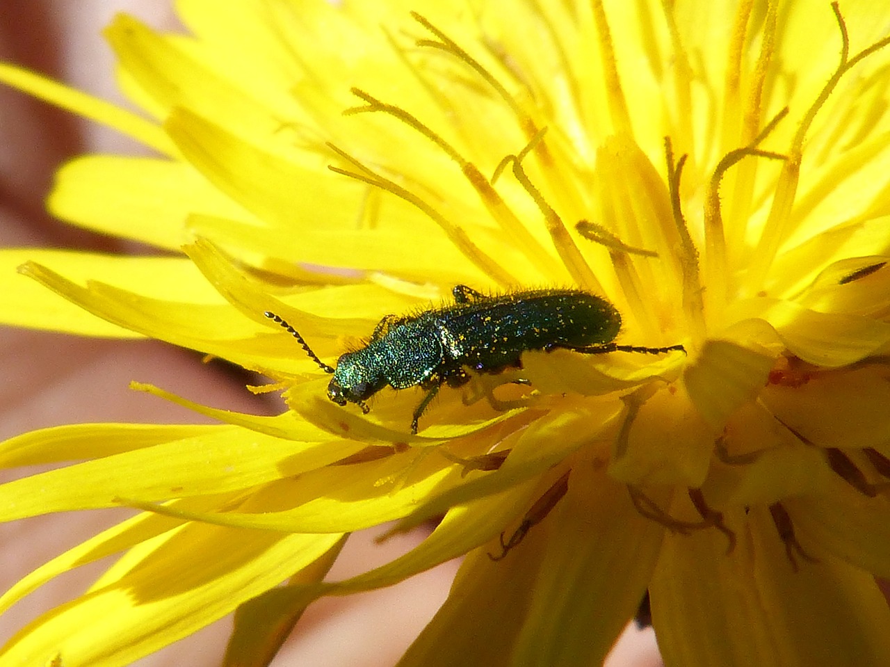 Kiaulpienė, Psilothrix Cyaneus, Taraxacum Officinale, Karčioji Cikorija, Coleoptera, Žalias Vabalas, Psilothrix Viridicoerulea, Nemokamos Nuotraukos,  Nemokama Licenzija