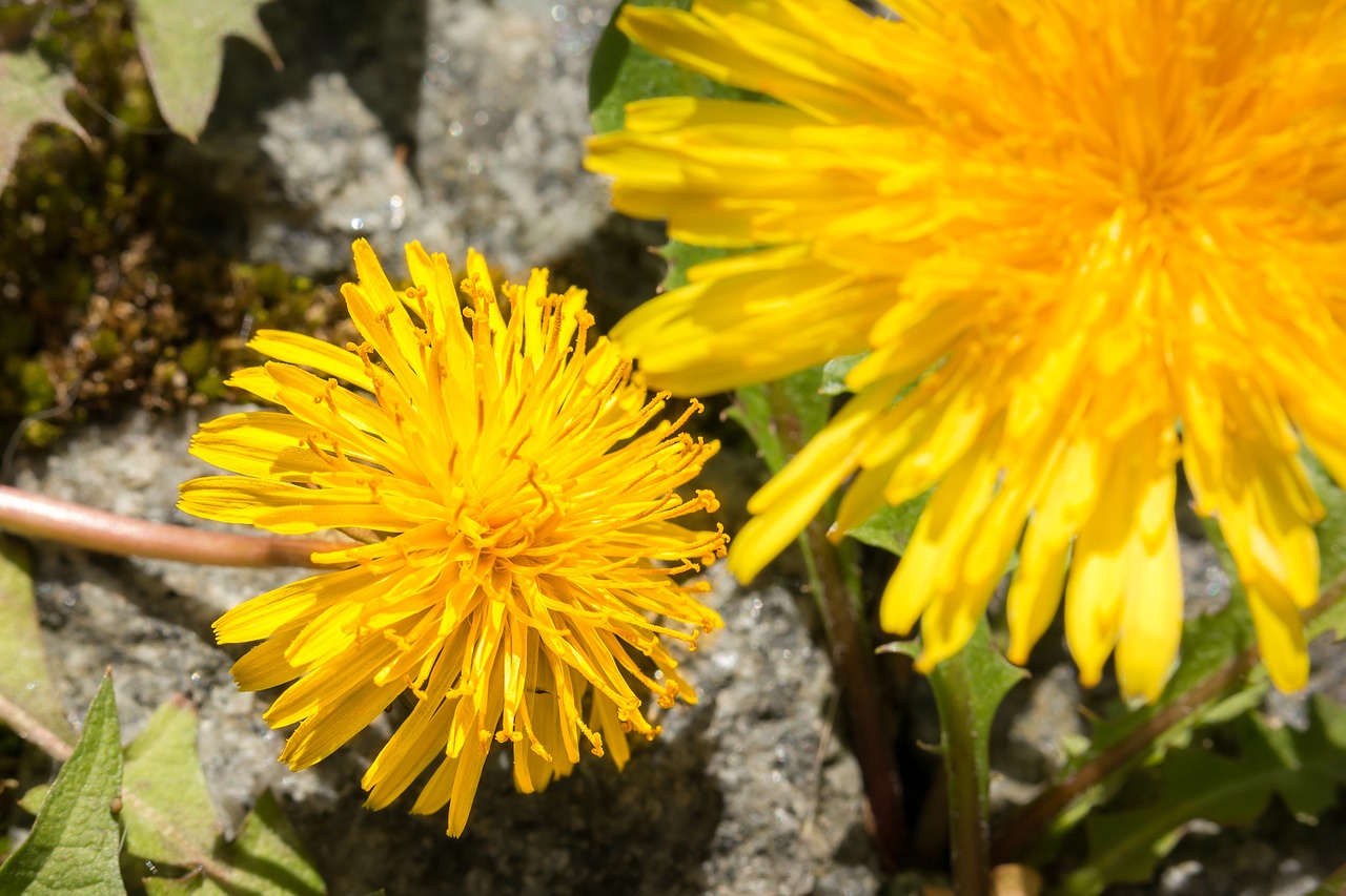 Kiaulpienė, Geltona, Gėlė, Buttercup, Antspaudas, Bühen, Pavasaris, Žiedas, Žydėti, Nemokamos Nuotraukos