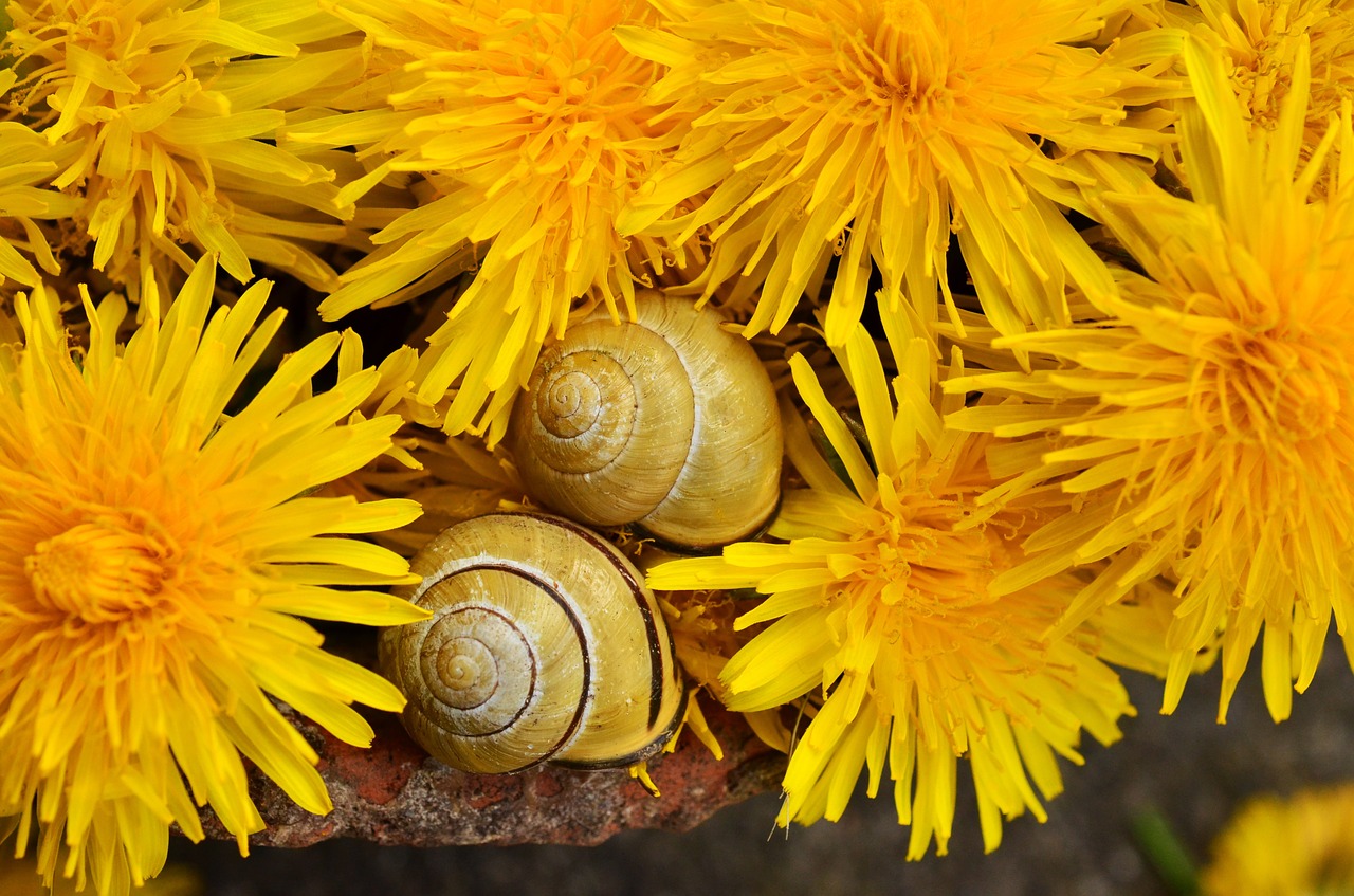 Kiaulpienė, Geltona, Geltona Gėlė, Makro, Pavasaris, Žiedas, Žydėti, Lukštas, Nemokamos Nuotraukos,  Nemokama Licenzija