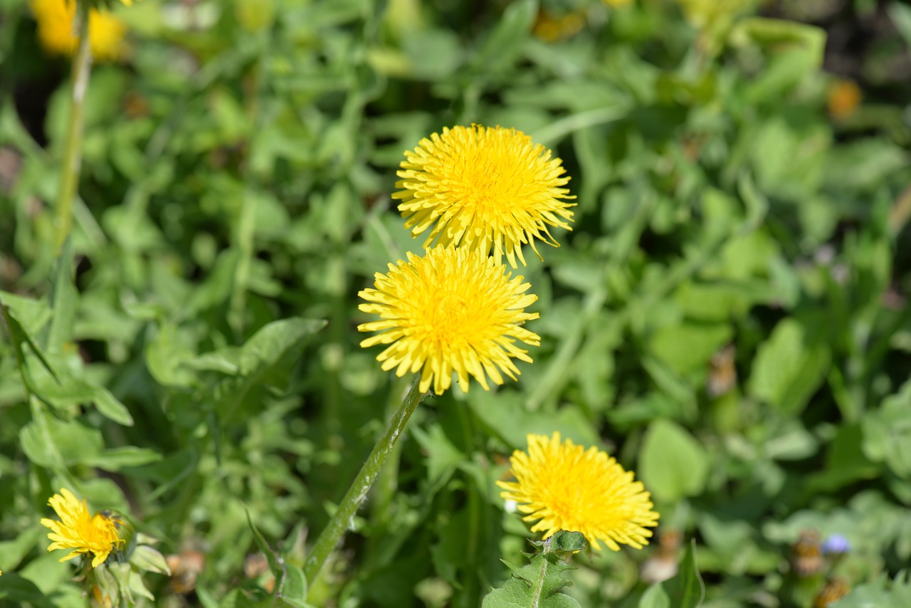 Kiaulpienė, Žiedas, Žydėti, Makro, Pieva, Geltona Gėlė, Nemokamos Nuotraukos,  Nemokama Licenzija