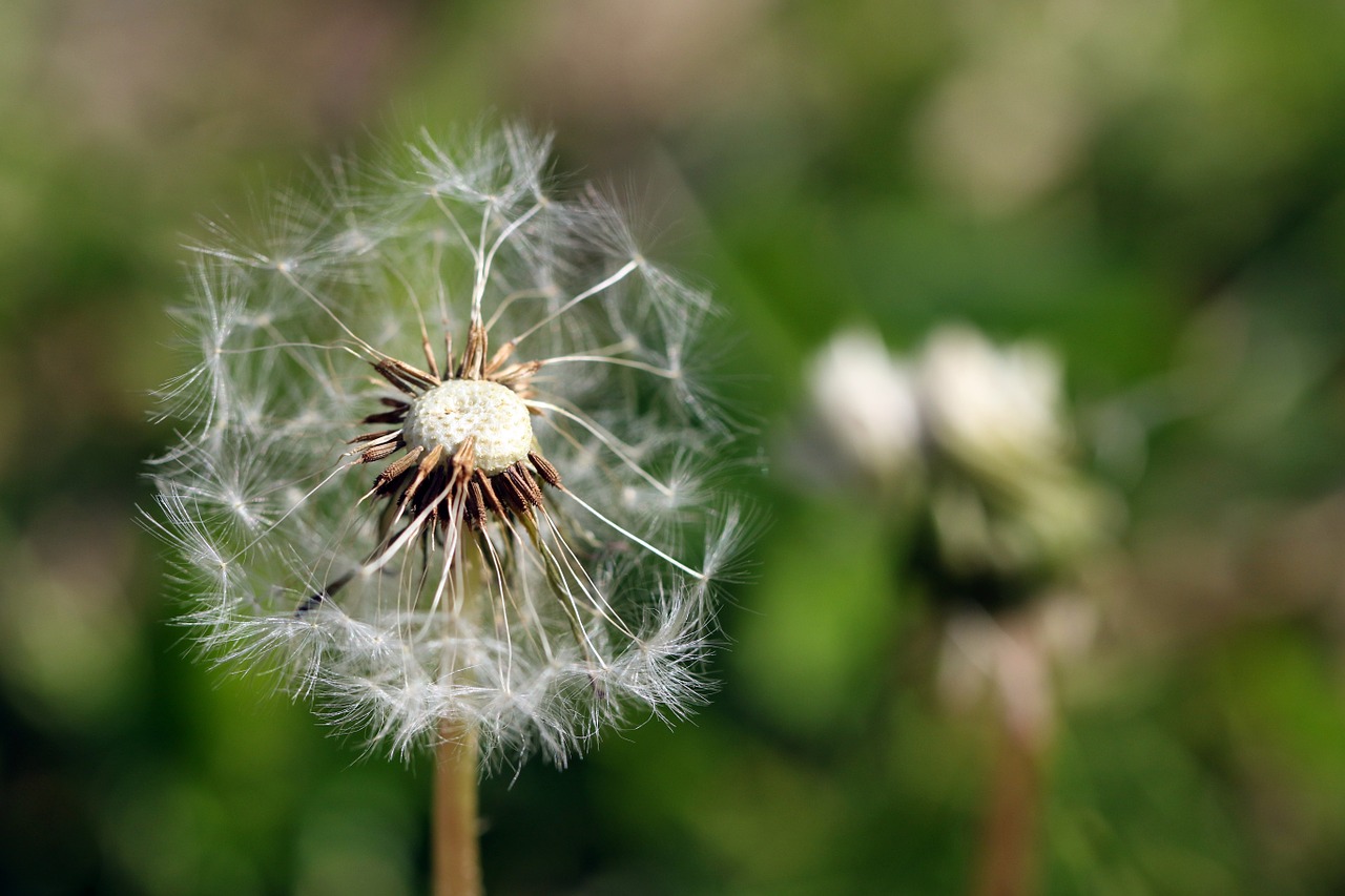 Kiaulpienė, Sonchus Oleraceus, Taraxacum Officinale, Sėklos, Makro, Vėjas, Delikatesas, Iš Arti, Piktžolių, Žolė