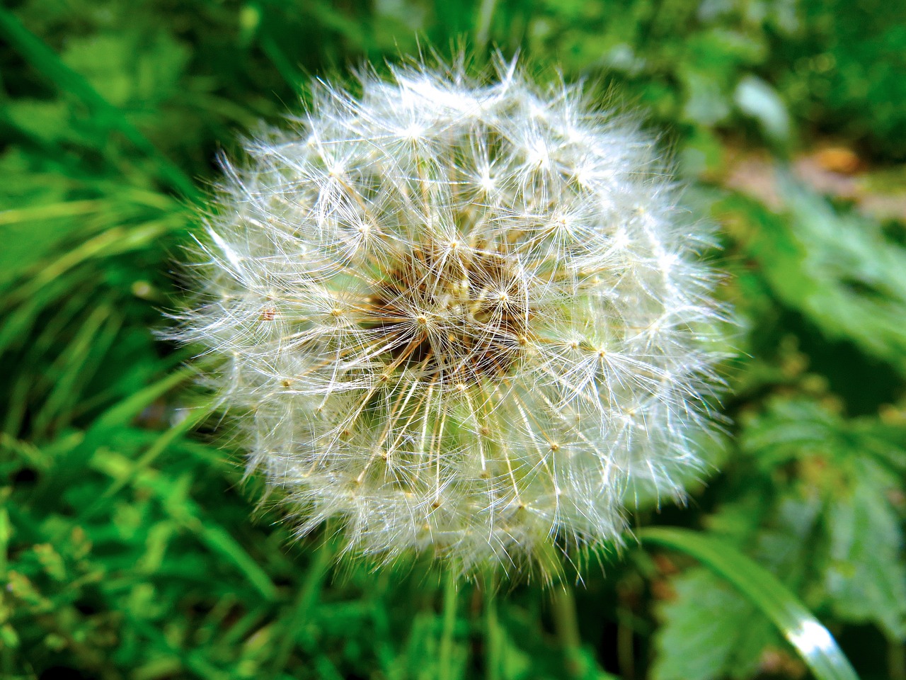 Kiaulpienė, Žalias, Gamta, Augalas, Uždaryti, Kiaulpienių Sėklų Galvutė, Blowball, Gėlė, Makro, Nemokamos Nuotraukos