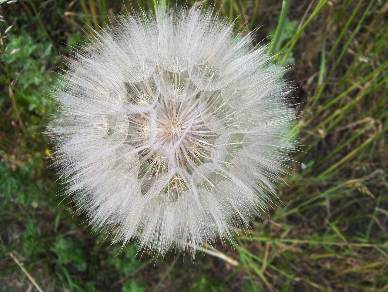 Kiaulpienė, Sonchus Oleraceus, Vulgaris, Augalas, Vienuolės, Pieva, Sėklos, Makro, Vėjas, Delikatesas