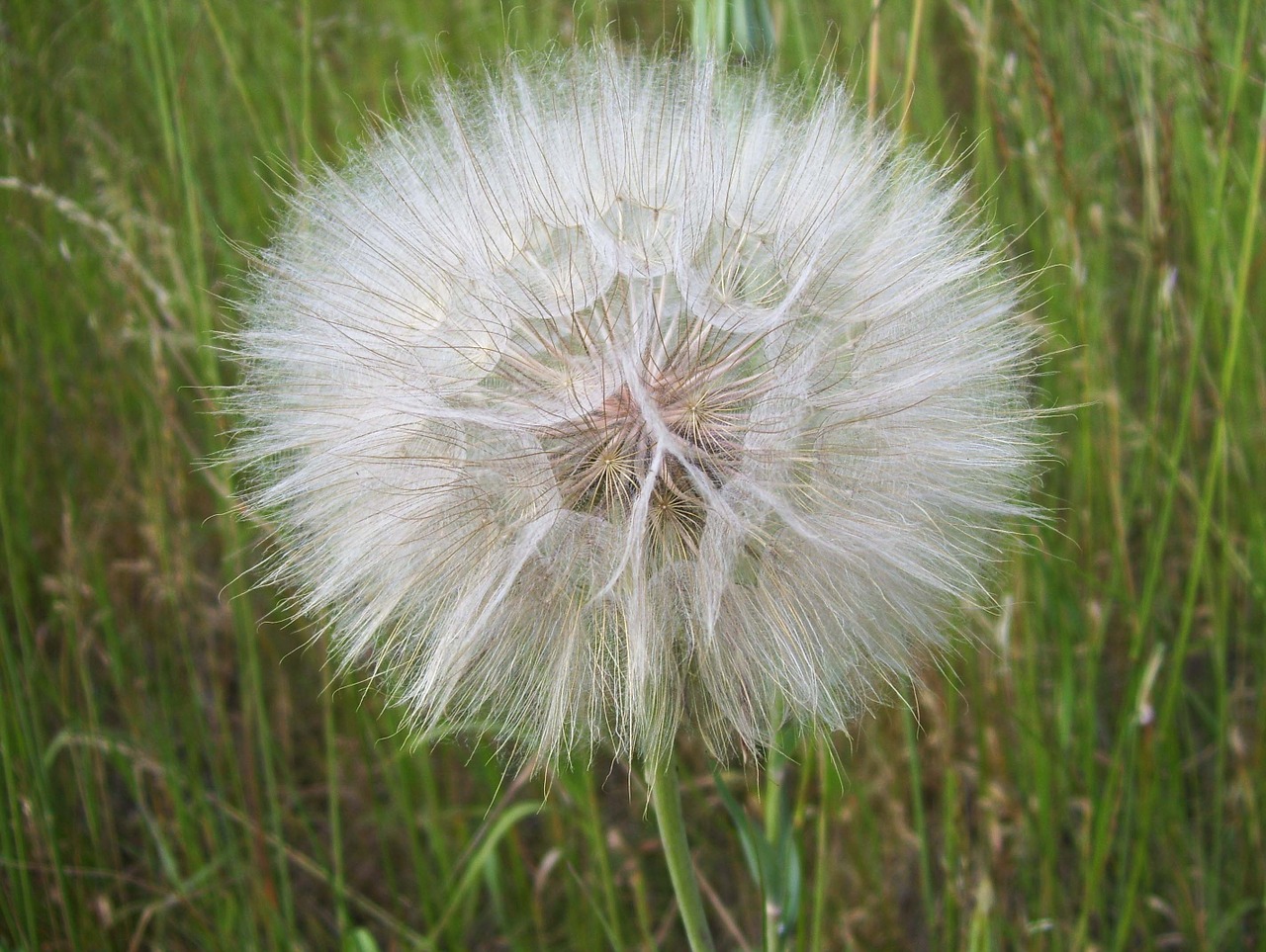 Kiaulpienė, Sonchus Oleraceus, Vulgaris, Augalas, Vienuolės, Pieva, Sėklos, Makro, Vėjas, Delikatesas