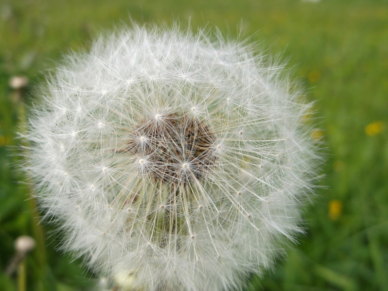 Kiaulpienė, Išsamiai, Makro, Nemokamos Nuotraukos,  Nemokama Licenzija