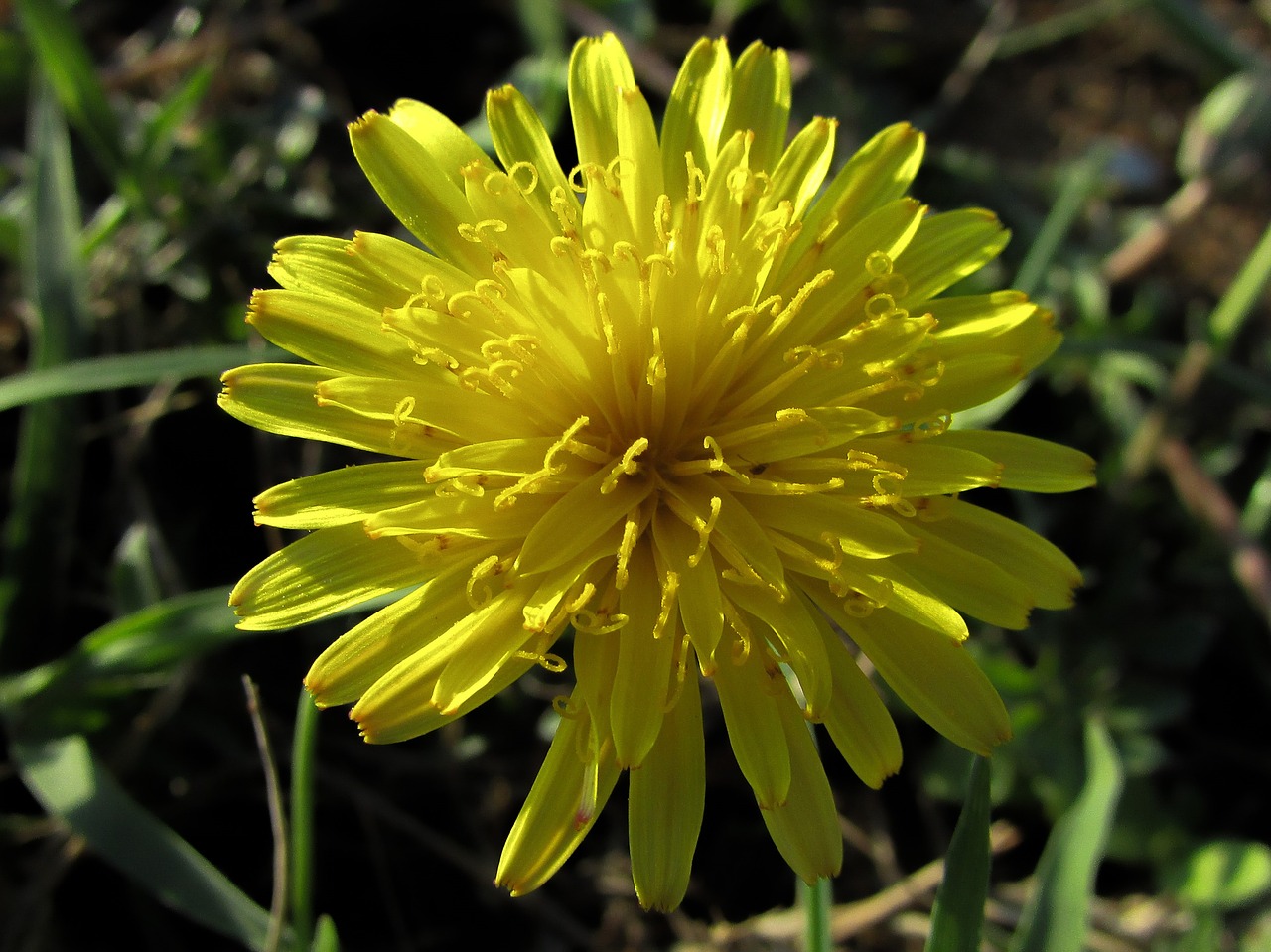 Kiaulpienė, Gėlė, Geltona, Augalas, Flora, Geltonos Gėlės, Gamta, Žiedas, Žiedlapiai, Tuti