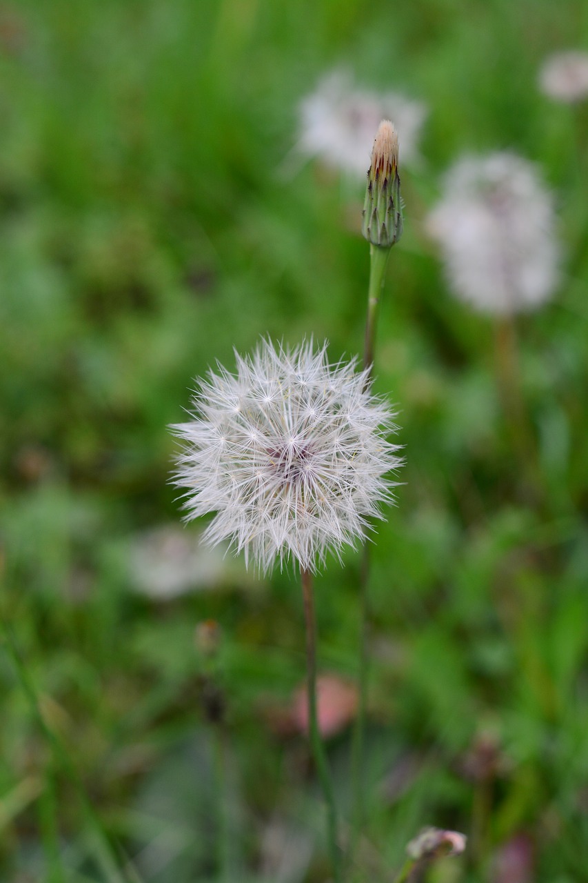 Kiaulpienė, Gamta, Gėlė, Augalas, Uždaryti, Daisy, Žalias, Pavasaris, Makro, Ganykla