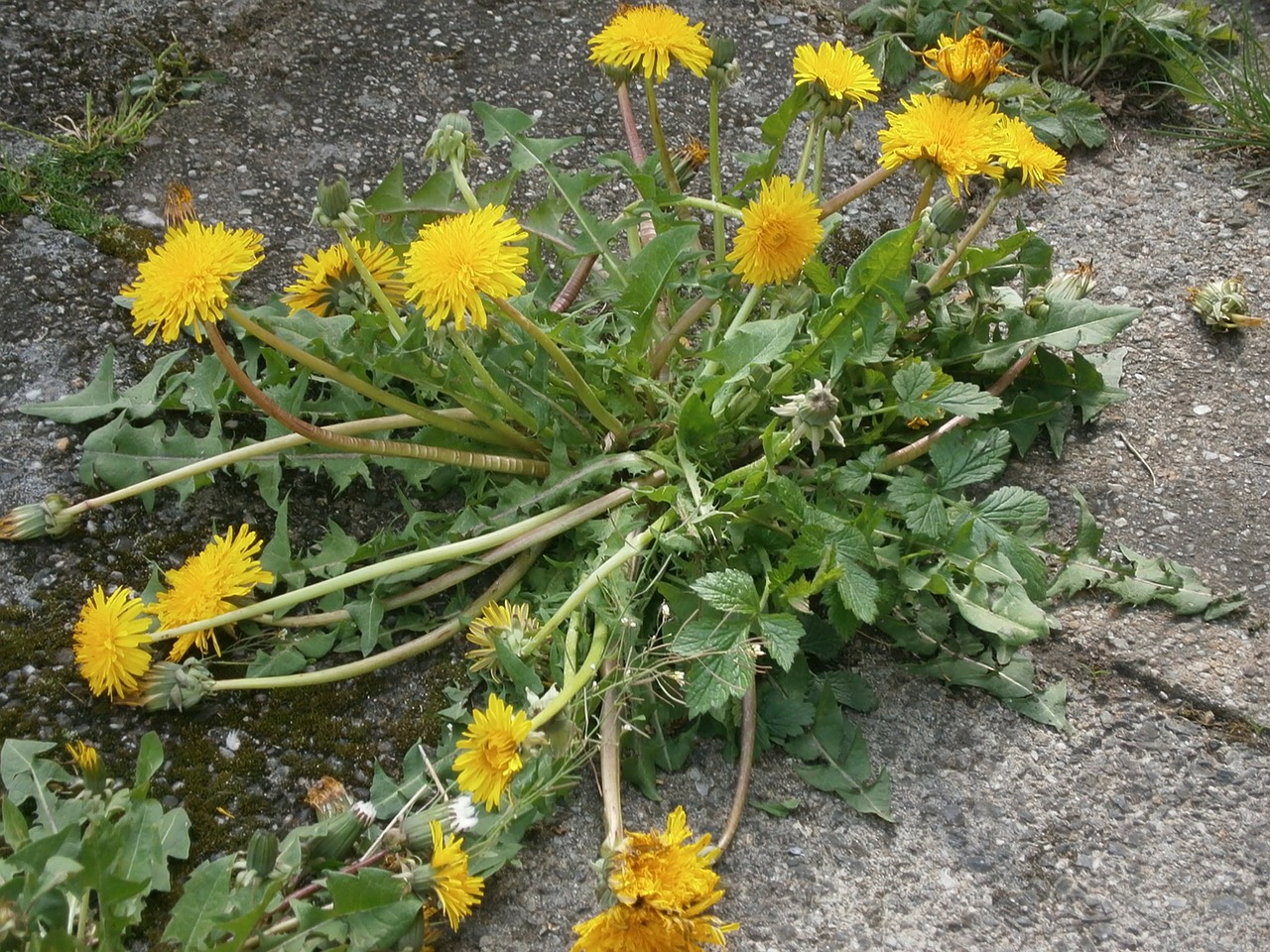 Kiaulpienė, Gėlė, Kelyje, Augalas, Vasara, Gamta, Geltona, Pieva, Sodas, Aštraus Gėlė