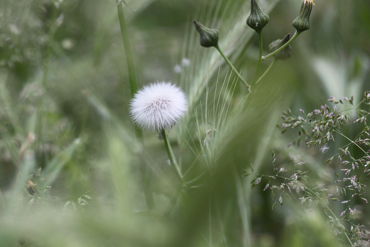 Kiaulpienė, Makro, Flora, Gėlė, Nemokamos Nuotraukos,  Nemokama Licenzija