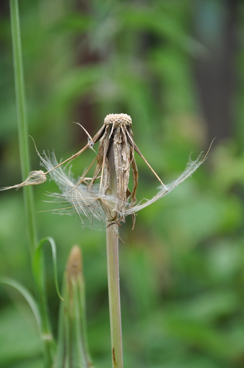 Kiaulpienė, Taraxacum Officinale, Pieva, Nemokamos Nuotraukos,  Nemokama Licenzija