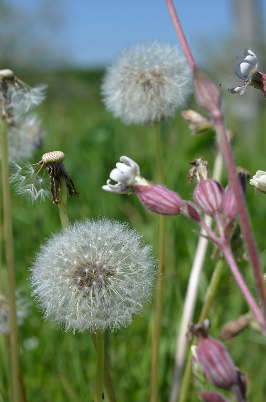 Kiaulpienė, Taraxacum Officinale, Pieva, Vasara, Gėlių Pieva, Žolė, Gamta, Nemokamos Nuotraukos,  Nemokama Licenzija