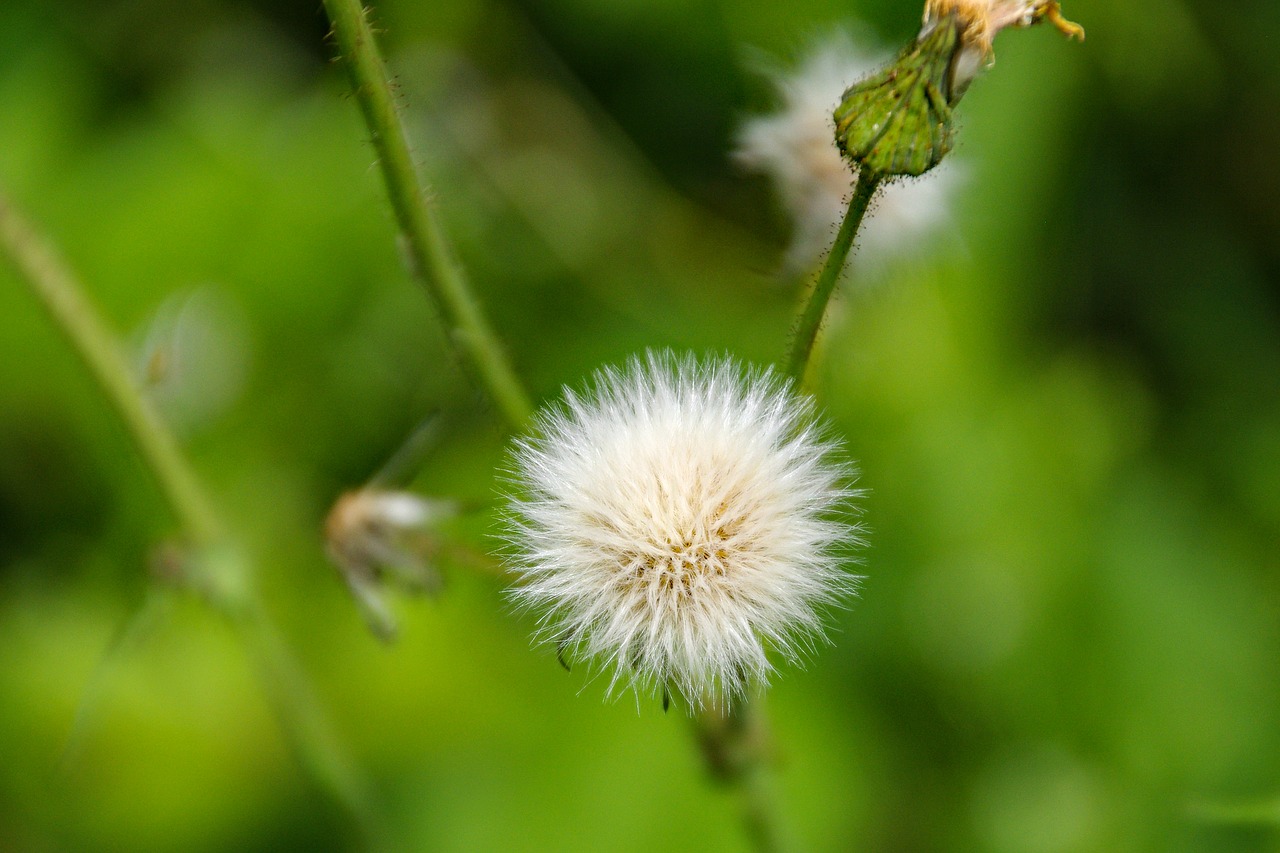 Kiaulpienė, Vaisiai, Taraxacum Officinale, Pavasaris, Žydėti, Gamta, Augalai, Nemokamos Nuotraukos,  Nemokama Licenzija