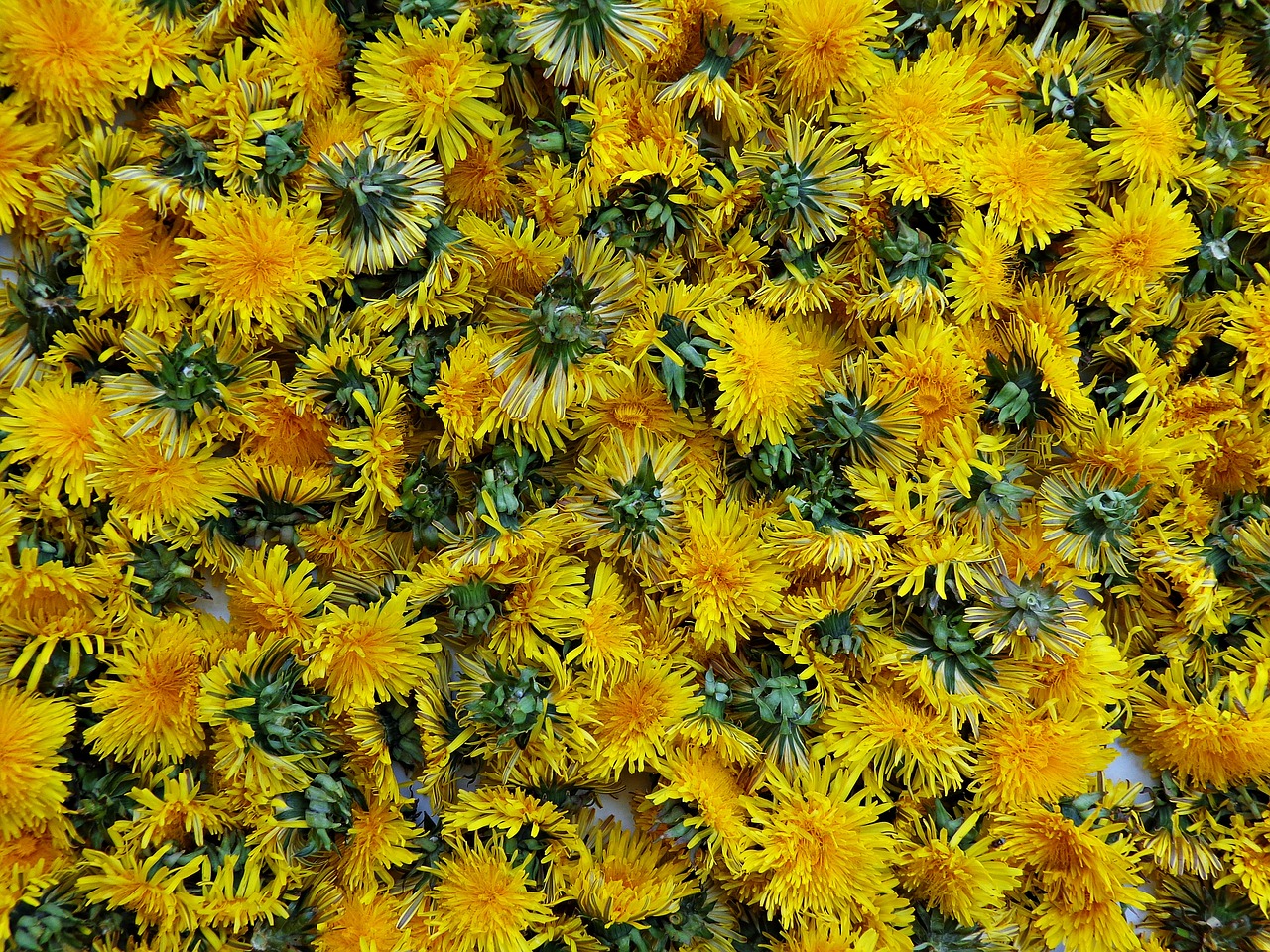 Kiaulpienė, Gėlės, Žydėti, Taraxacum Officinale, Vaistiniai Preparatai, Žydi, Daktaro Kabinetas, Vulgaris, Laukinės Gėlės, Piktžolių