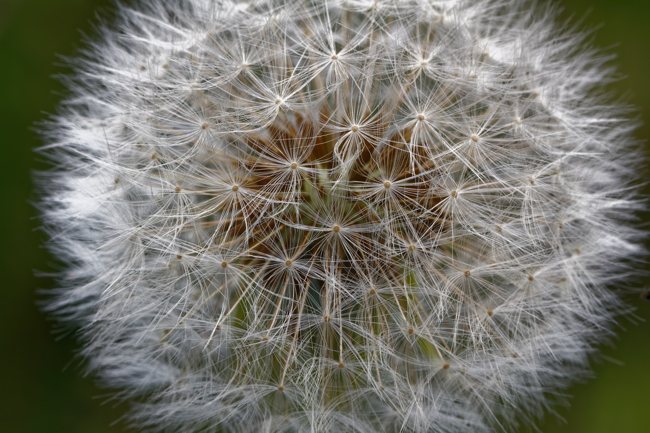 Kiaulpienė, Paprastoji Kiaulpienė, Taraxacum, Pavasaris, Ekrano Pilotas, Kompozitai, Asteraceae, Nemokamos Nuotraukos,  Nemokama Licenzija