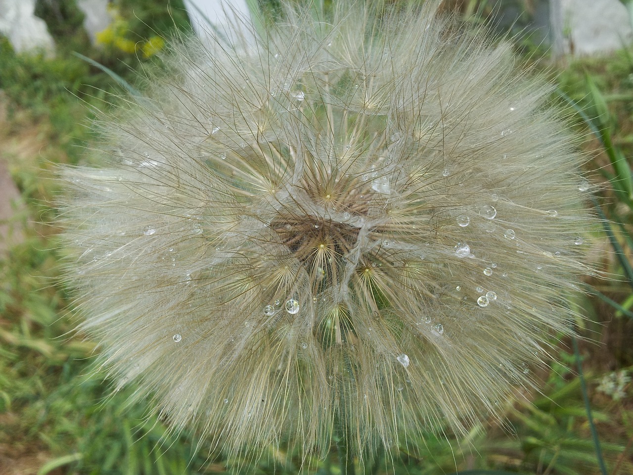 Kiaulpienė, Balta, Geltona, Lašas, Vanduo, Vandens Lašeliai, Makro, Gražus, Fotografija, Nemokamos Nuotraukos