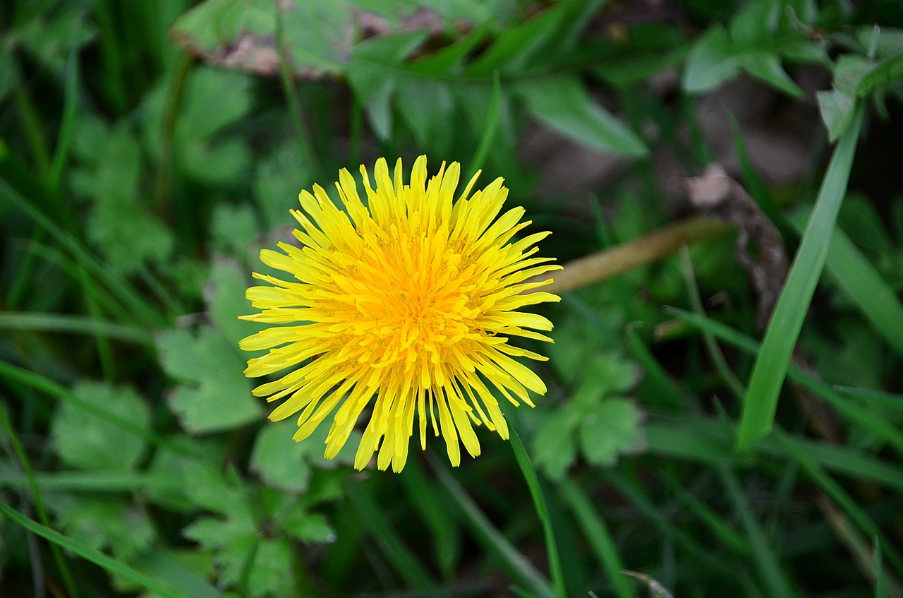 Kiaulpienė, Pavasaris, Augalai, Flora, Laukas, Gėlė, Botanika, Sodas, Žydėjimas, Gamta