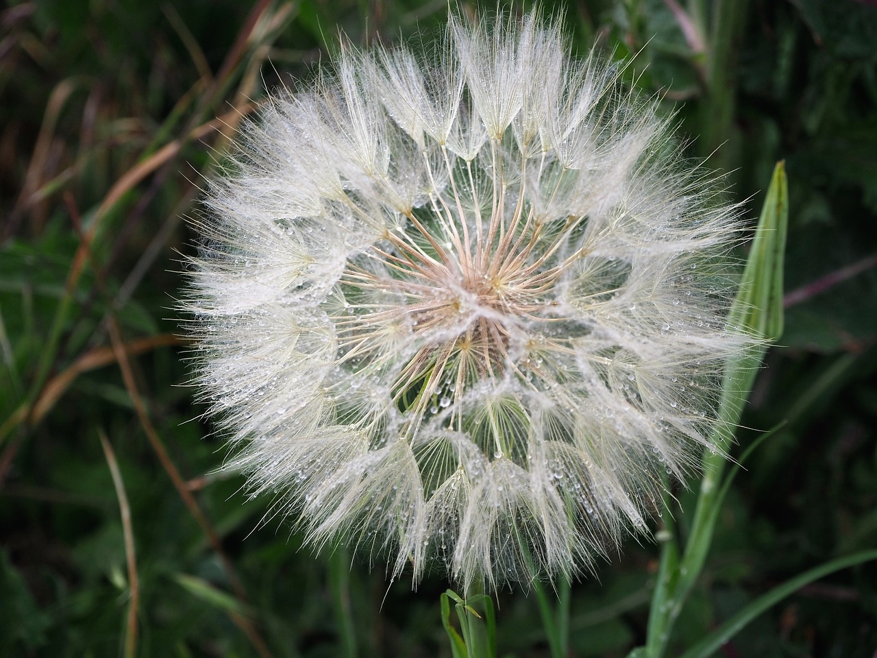 Kiaulpienė, Žiedas, Žydėti, Gamta, Aštraus Gėlė, Augalas, Juoda Ir Balta, Gėlė, Pavasaris, Flora