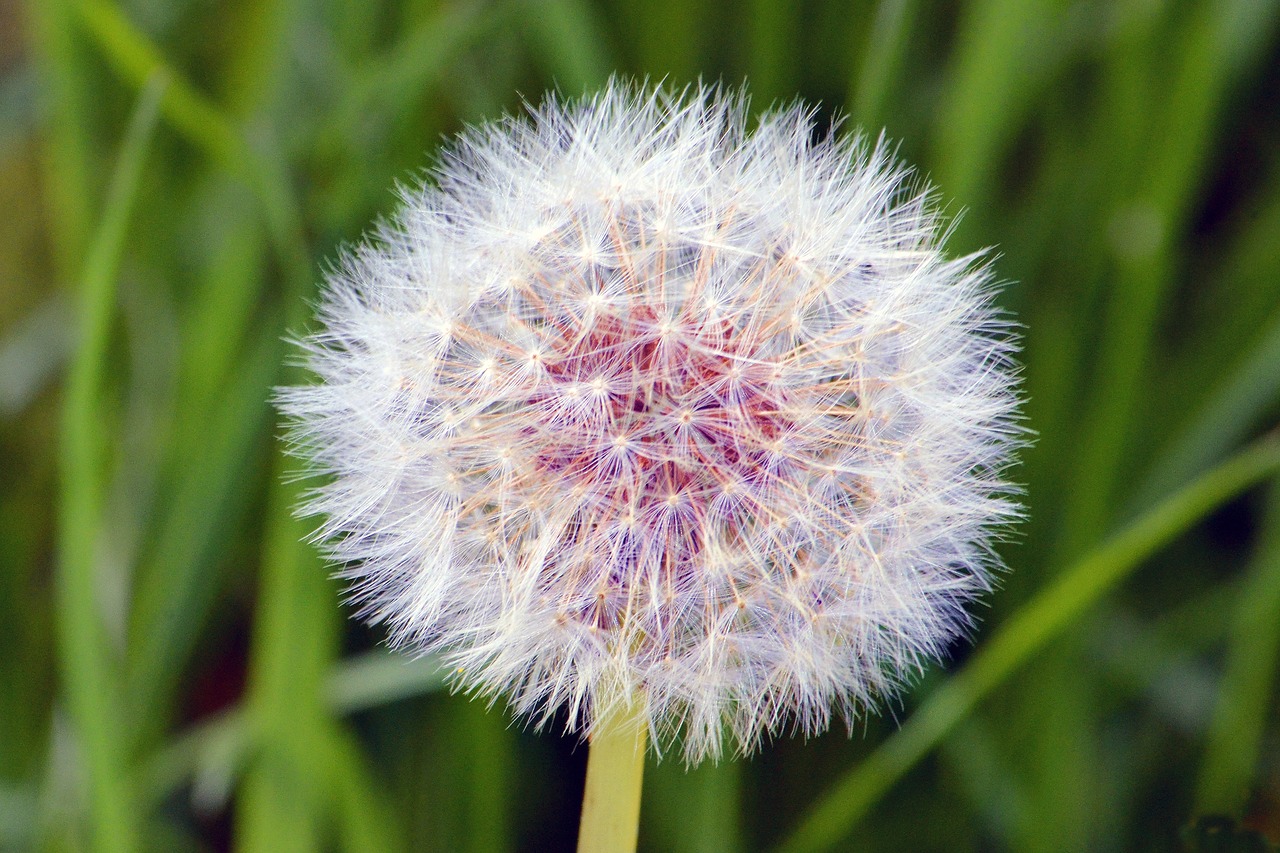 Kiaulpienė, Kelyje, Aštraus Gėlė, Gamta, Taraxacum, Gėlės, Laukinė Gėlė, Laukas, Paprastoji Kiaulpienė, Uždaryti