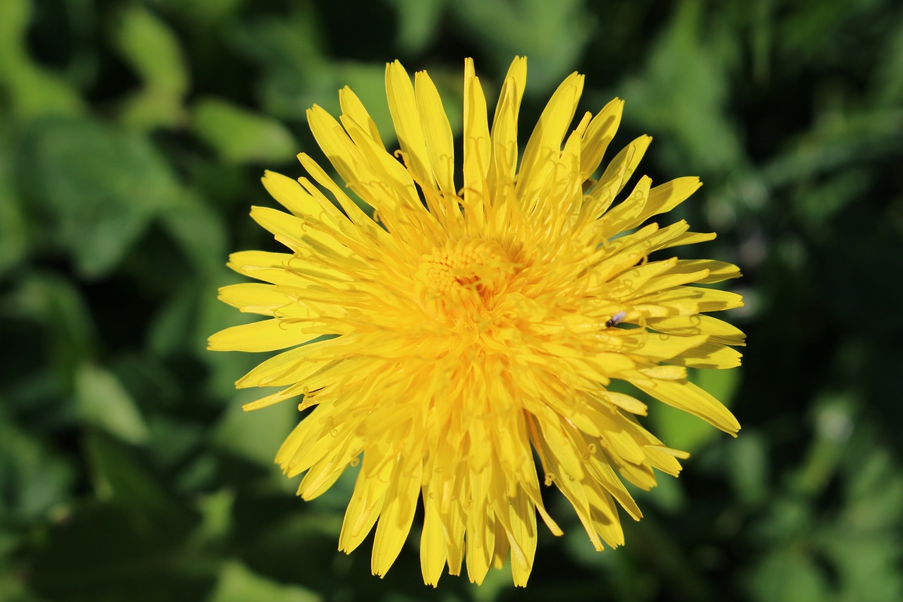 Kiaulpienė, Taraxacum, Gėlė, Geltonos Žiedlapiai, Žydi, Gamta, Saulėtas, Vasara, Augalas, Flora