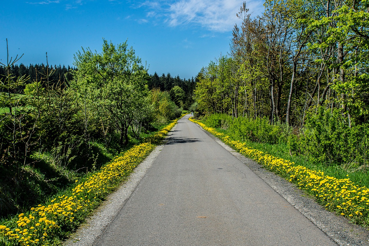 Kiaulpienė, Kelias, Rhön, Geltona, Kraštovaizdis, Vasara, Žydėti, Gamta, Laukai, Žinoma