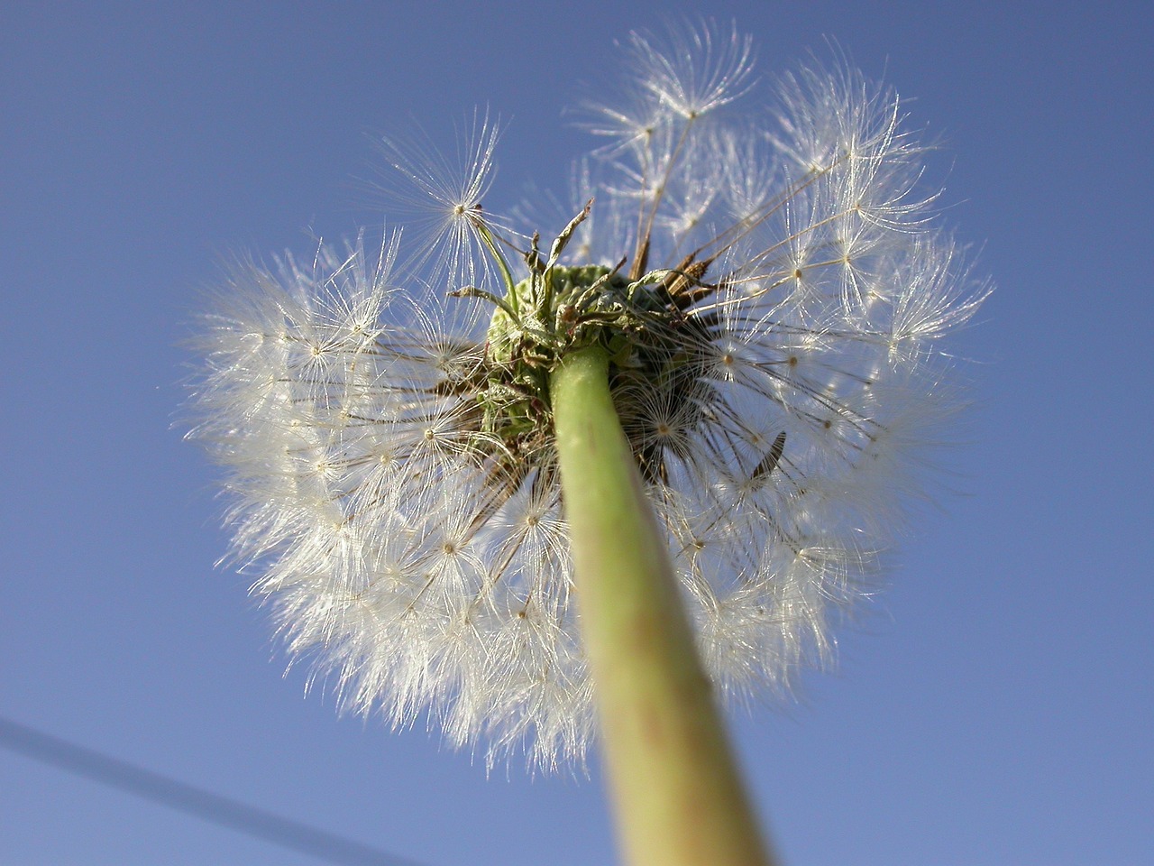 Kiaulpienė, Sėklos, Uždaryti, Makro, Taraxacum, Žiedas, Žydėti, Skėtis, Dangus, Nemokamos Nuotraukos