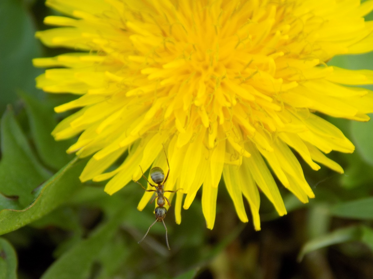 Kiaulpienė, Ant, Makro, Nemokamos Nuotraukos,  Nemokama Licenzija