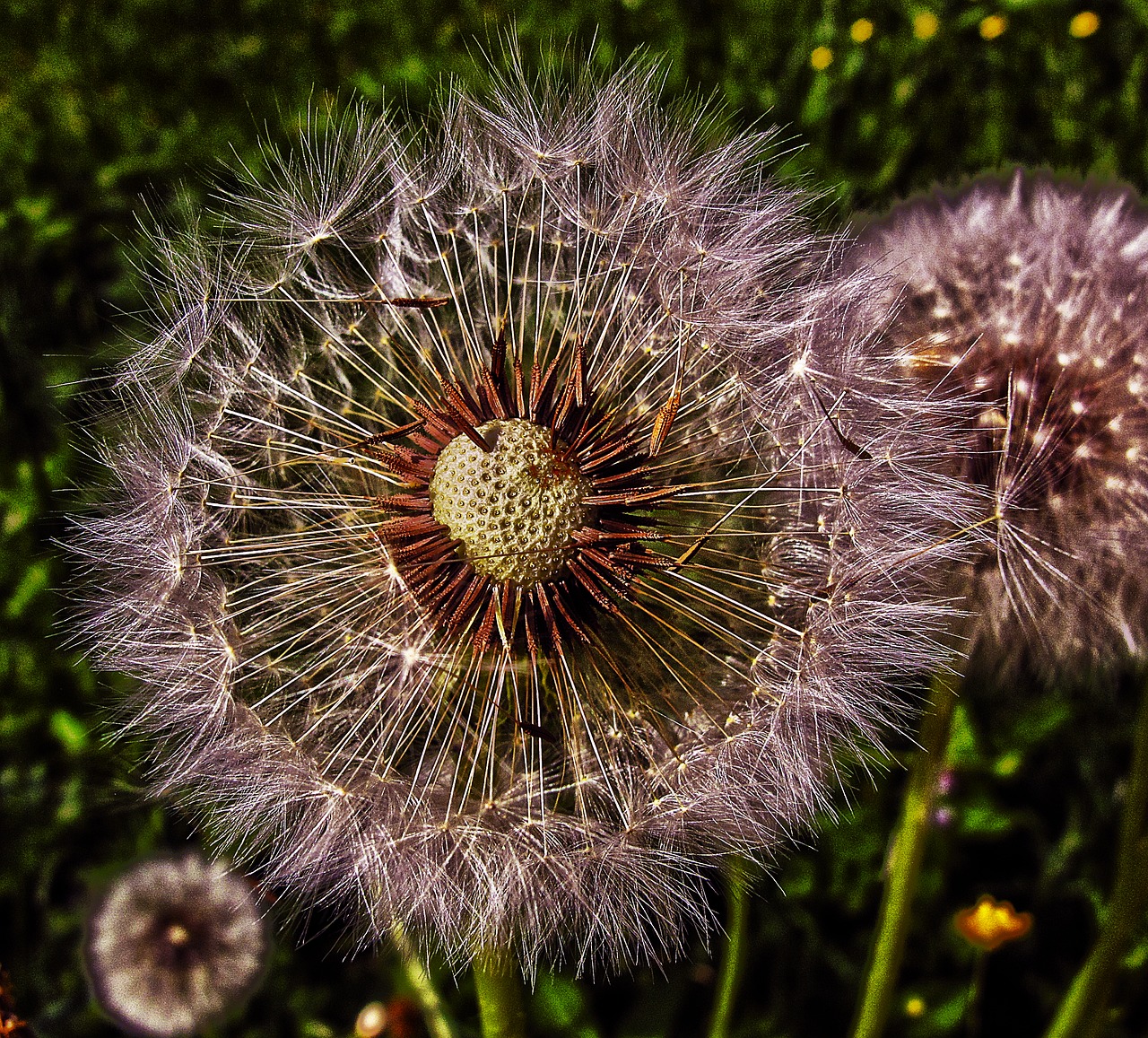 Kiaulpienė, Skrydžio Ekranai, Achaenen, Užpildas, Paprastoji Kiaulpienė, Taraxacum Sekta, Ruderalia, Taraxacum, Pieno Žolelių, Lateksas