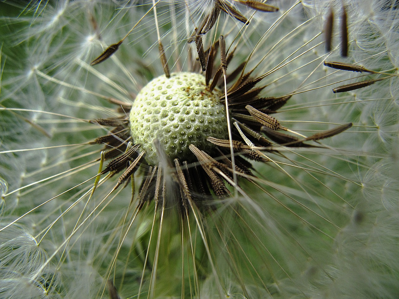 Kiaulpienė, Skrydžio Ekranai, Achaenen, Užpildas, Paprastoji Kiaulpienė, Taraxacum Sekta, Ruderalia, Taraxacum, Pieno Žolelių, Lateksas