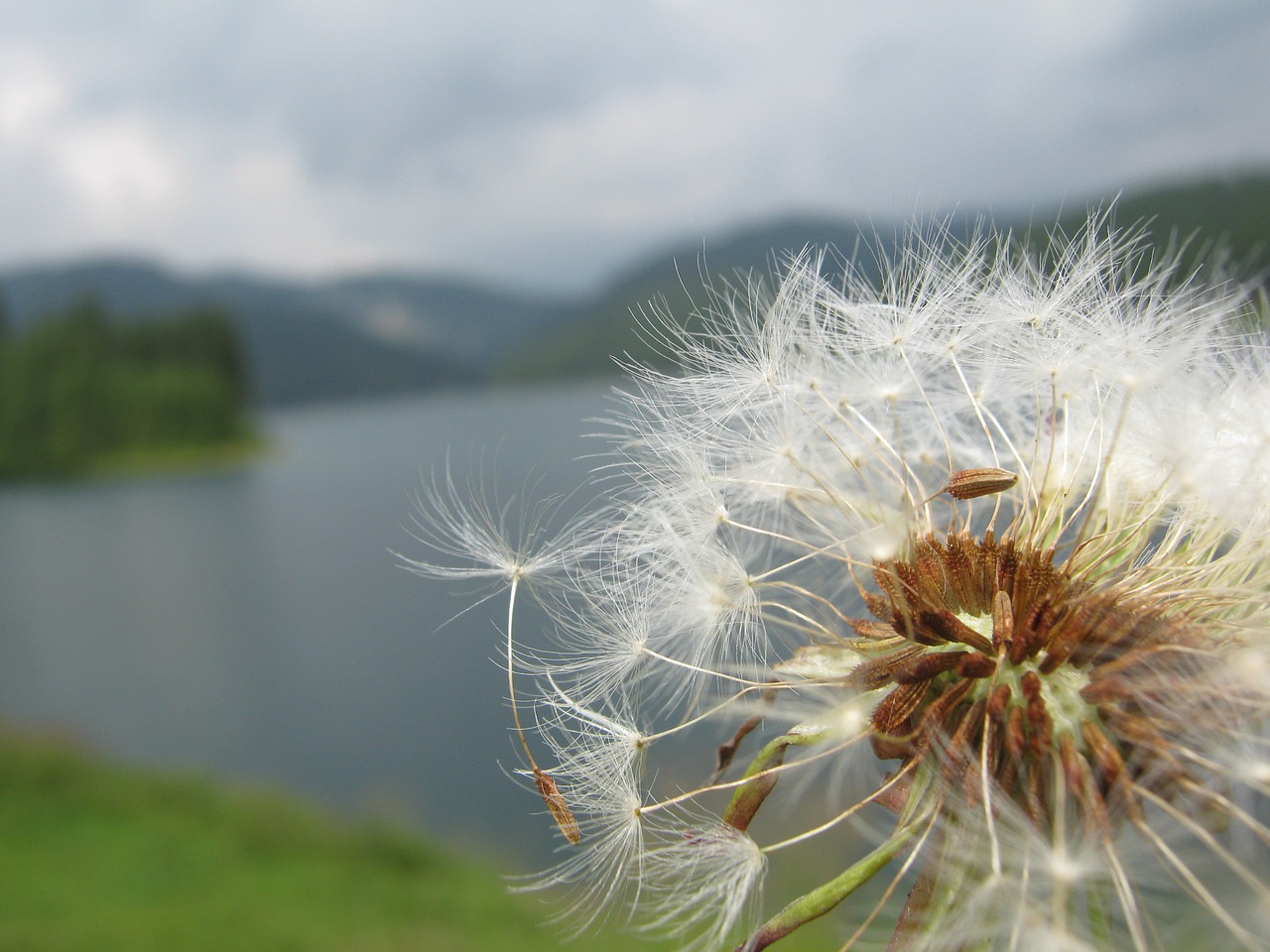 Kiaulpienė, Gamta, Flora, Vasara, Gėlė, Nemokamos Nuotraukos,  Nemokama Licenzija