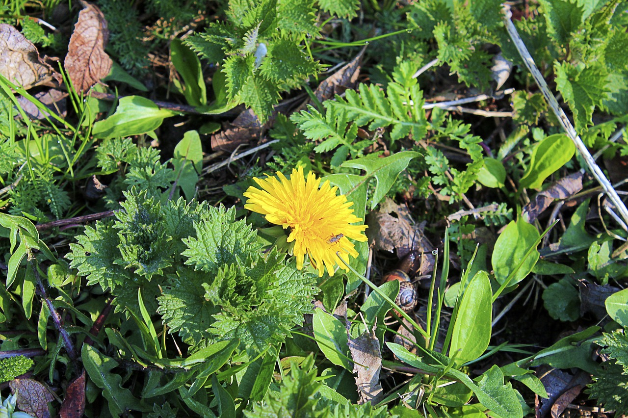 Kiaulpienė, Žiedas, Žydėti, Geltona, Gėlė, Taraxacum Officinale, Nemokamos Nuotraukos,  Nemokama Licenzija