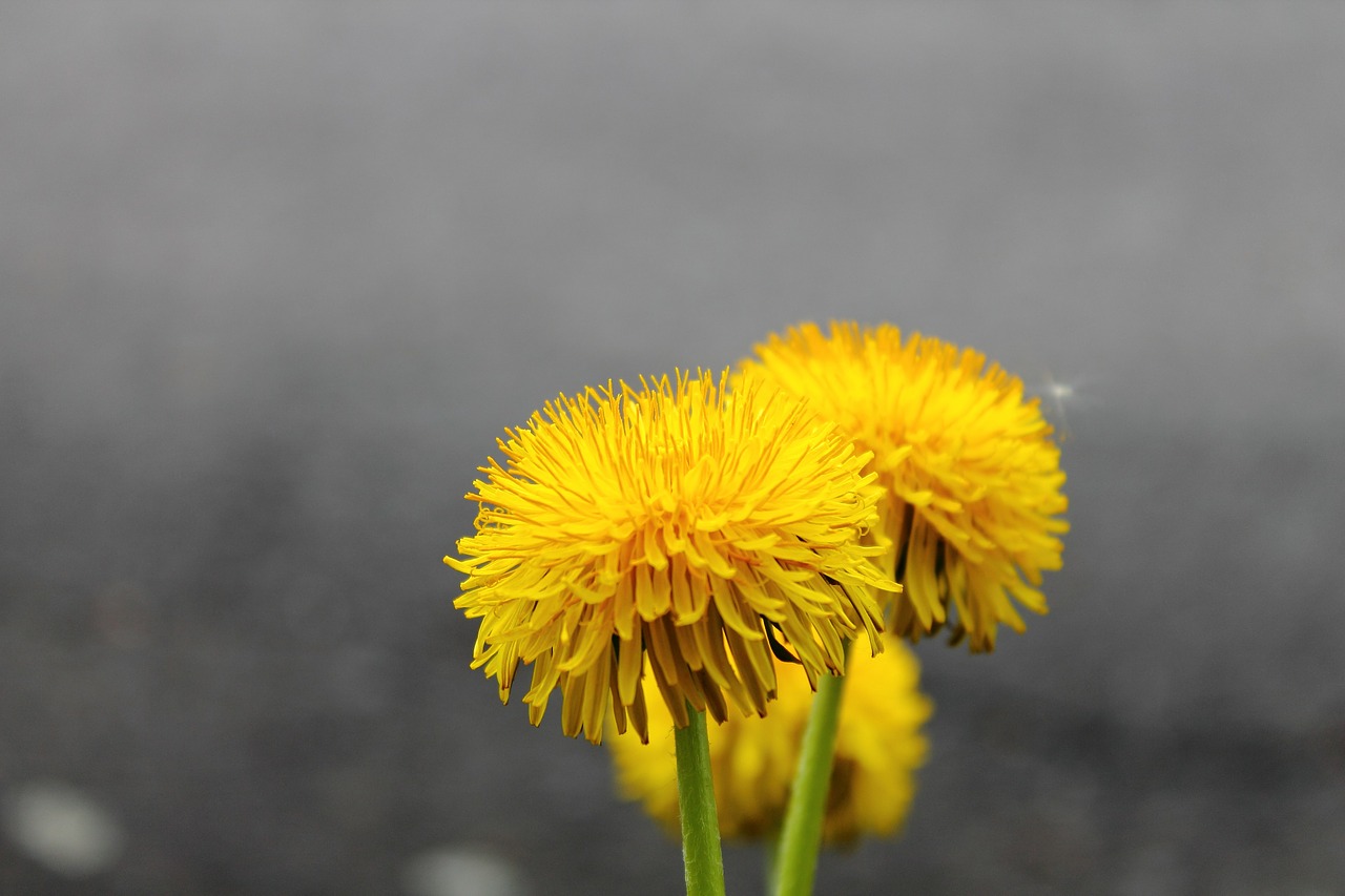 Kiaulpienė, Sonchus Oleraceus, Gėlė, Laukas, Žydėti, Piktžolių, Pavasaris, Augalas, Vaistiniai Augalai, Žalias