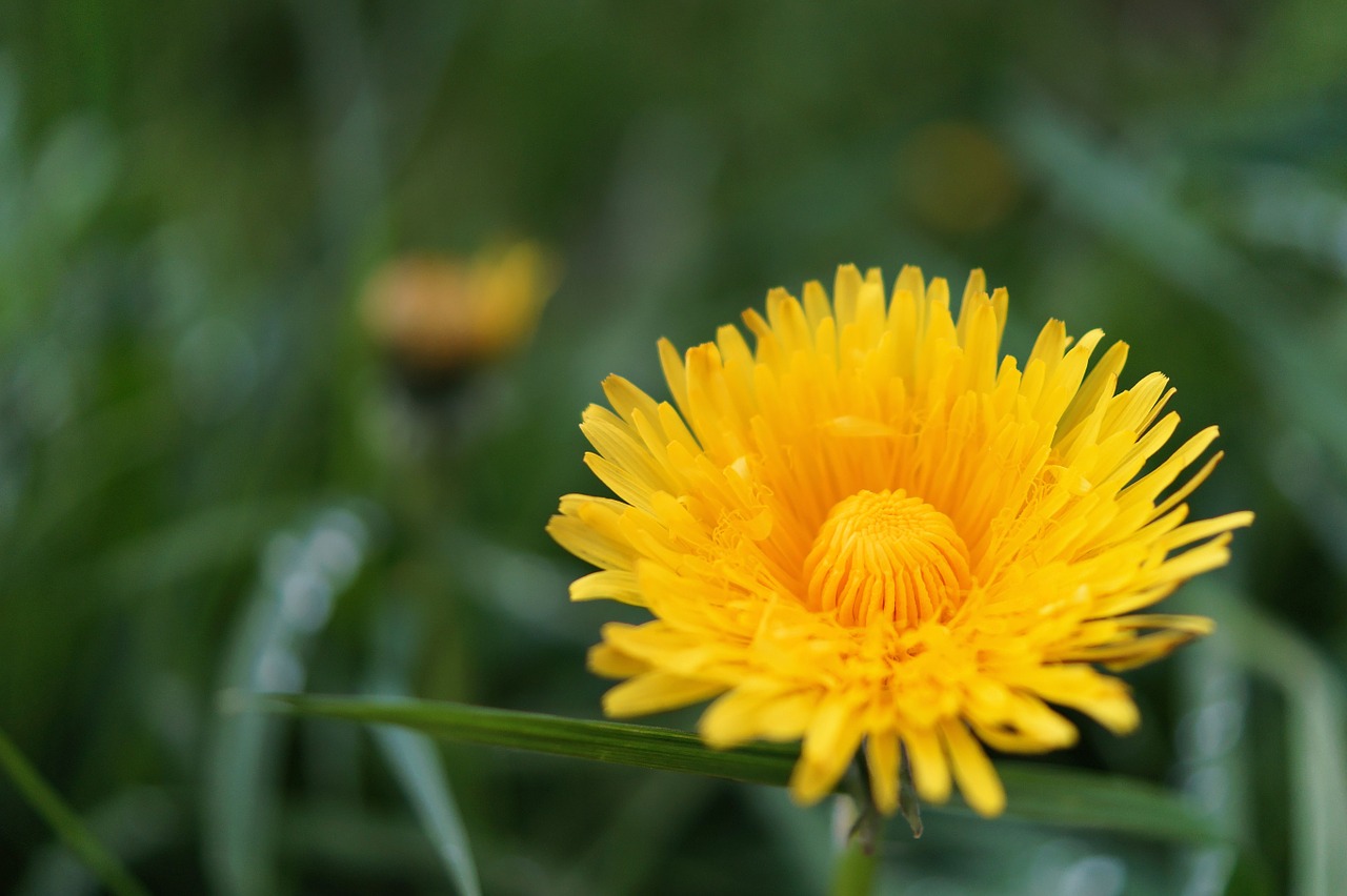 Kiaulpienė, Gėlė, Taraxacum, Žiedas, Žydėti, Uždaryti, Geltona, Šviesus, Nemokamos Nuotraukos,  Nemokama Licenzija