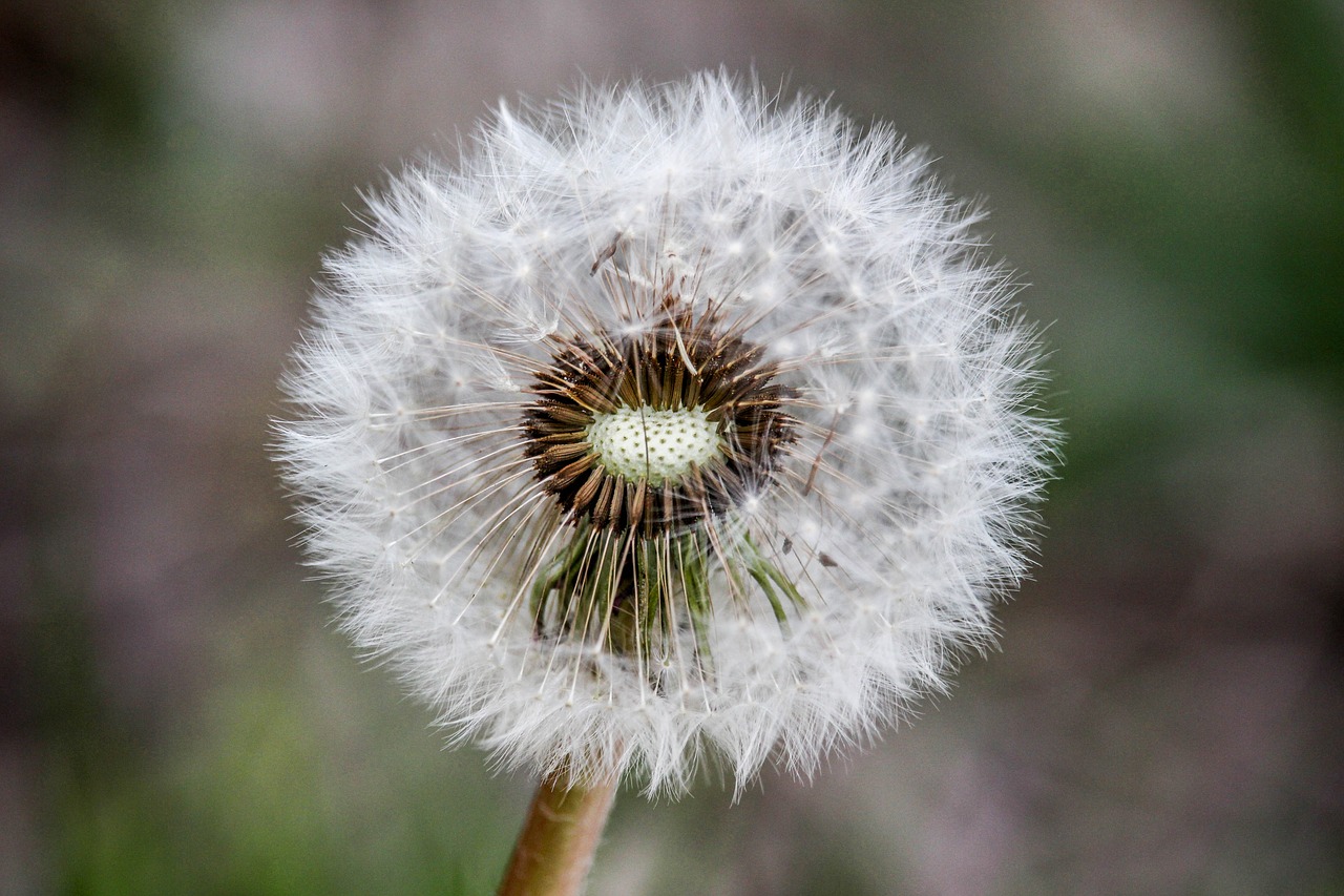 Kiaulpienė,  Pobūdį,  Floros,  Gėlė,  Pūkinis, Nemokamos Nuotraukos,  Nemokama Licenzija