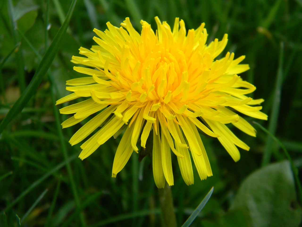 Kiaulpienė,  Balandis,  Pobūdį,  Gėlė,  Floros,  Pavasaris,  Žolė,  Nėra Pakeitimo, Nemokamos Nuotraukos,  Nemokama Licenzija