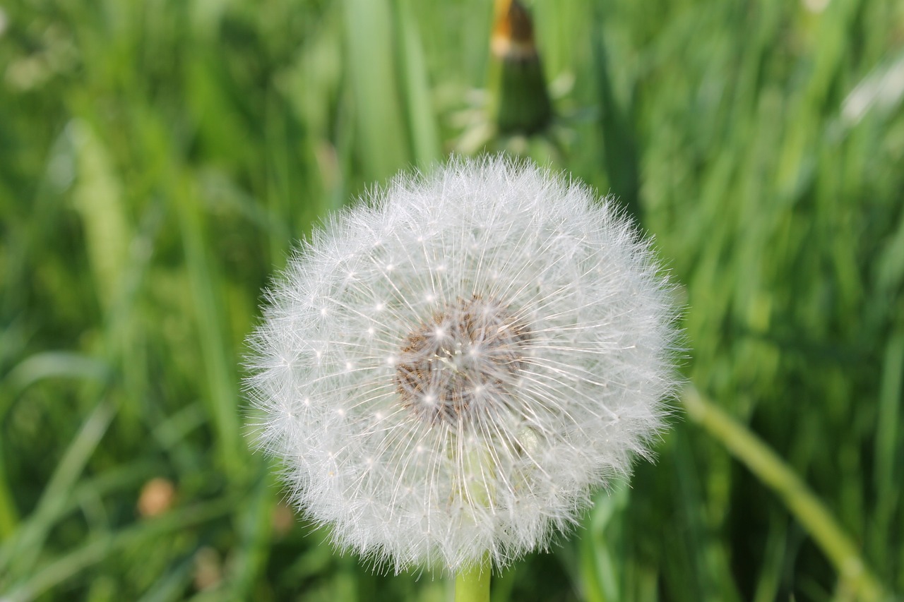 Kiaulpienė,  Žolė,  Vasara,  Pobūdį,  Augalų,  Augimas,  Iš Arti,  Gėlė,  Meadow,  Laukas