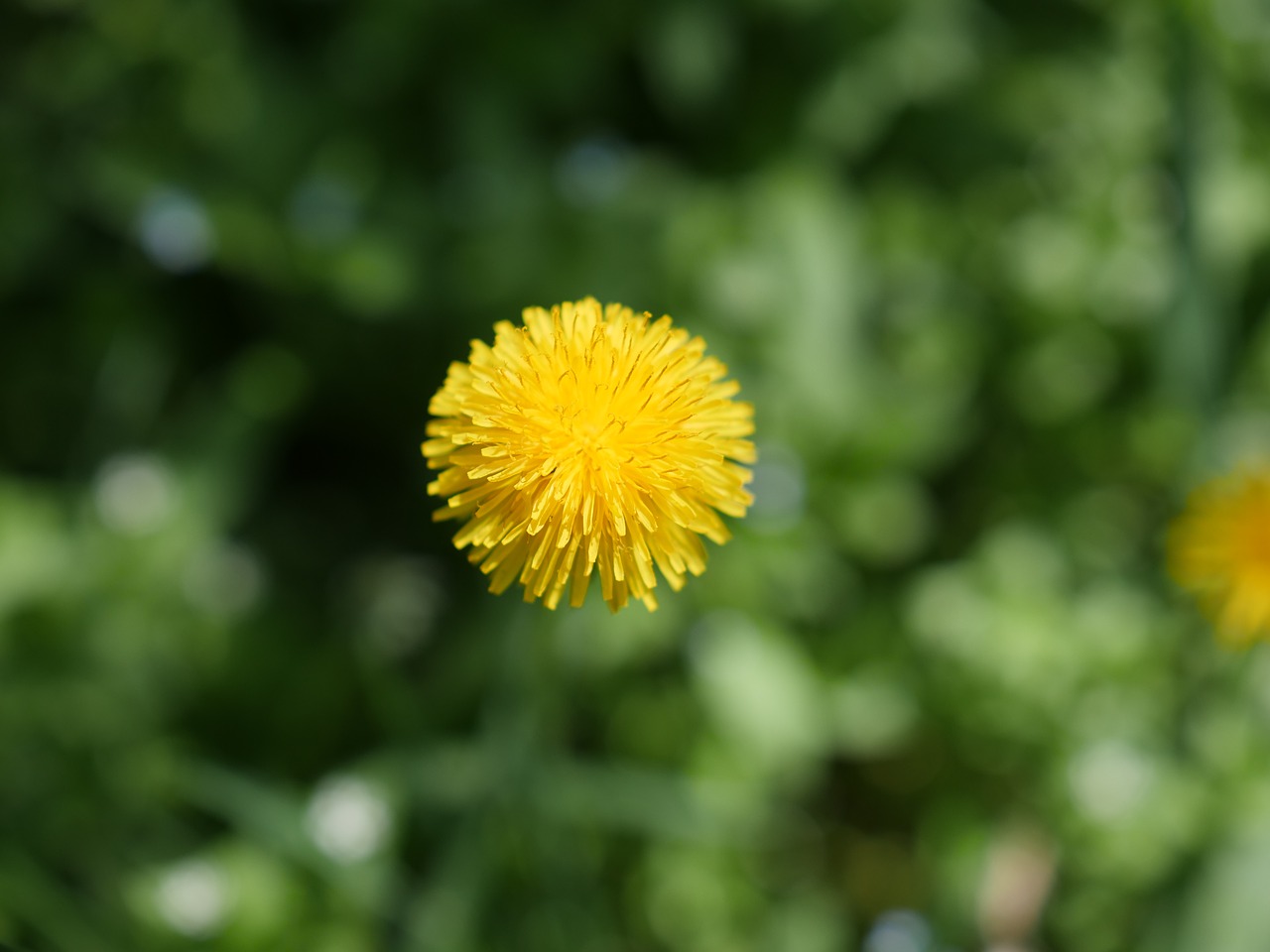 Kiaulpienė,  Taraxacum,  Gėlė,  Geltona,  Žolė,  Pavasaris,  Žydi,  Pobūdį,  Floros,  Sodas