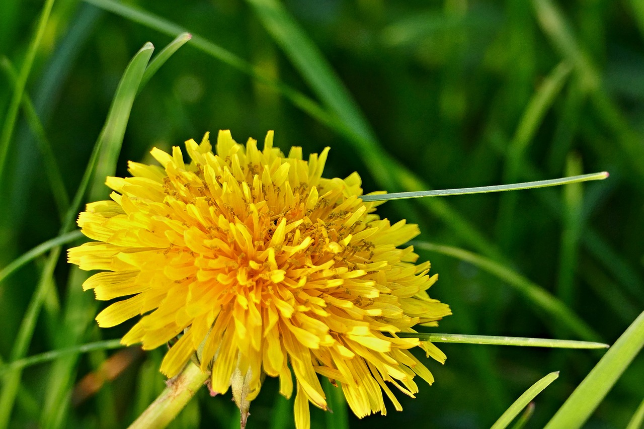 Kiaulpienė,  Gėlė,  Meadow,  Duomenys,  Gėlė,  Pavasaris,  Žolė,  Žalias,  Gamta, Nemokamos Nuotraukos