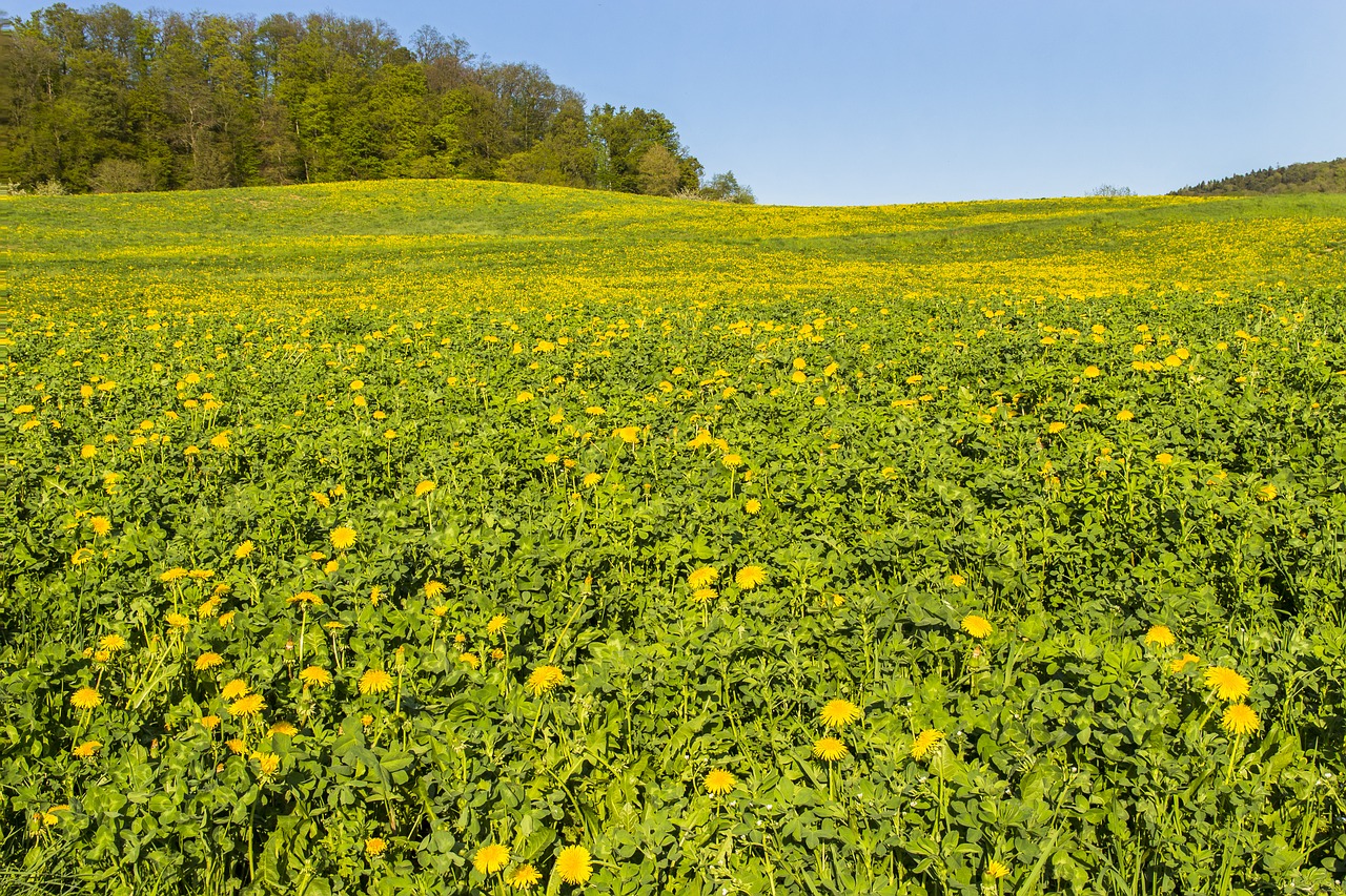 Kiaulpienė,  Meadow,  Geltona,  Žydi,  Gėlės,  Pavasaris,  Smailu Gėlė, Nemokamos Nuotraukos,  Nemokama Licenzija