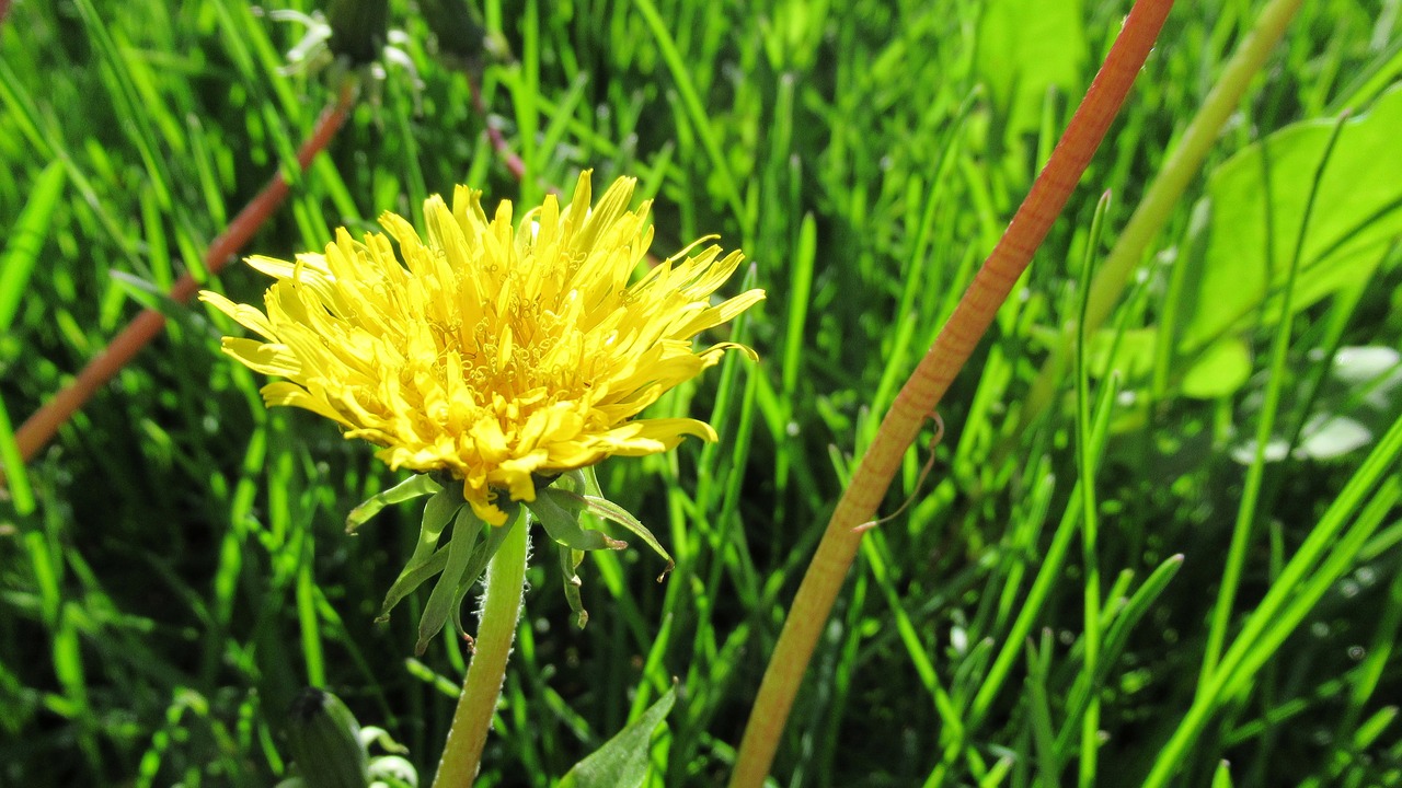 Kiaulpienė,  Geltona Gėlė,  Žolė,  Floros,  Gėlė, Nemokamos Nuotraukos,  Nemokama Licenzija