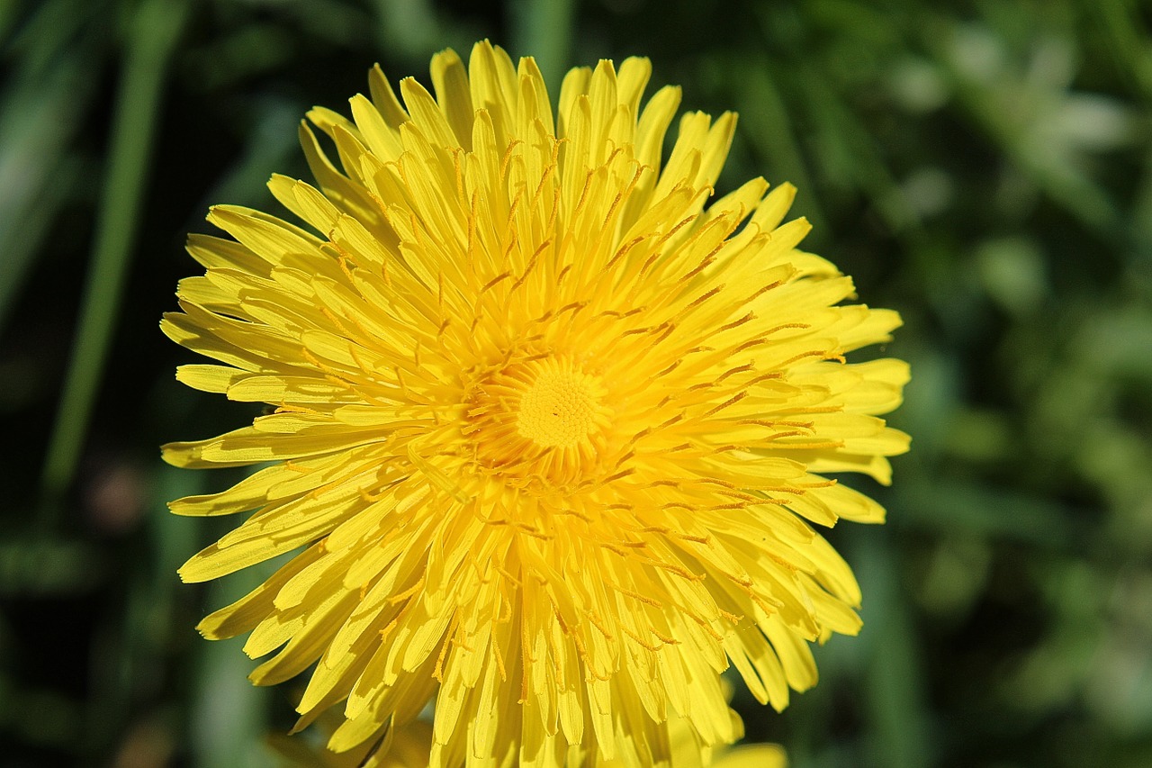 Kiaulpienė, Taraxacum Sekta, Ruderalia, Paprastoji Kiaulpienė, Kompozitai, Pavasaris, Aštraus Gėlė, Augalas, Pievų Augalai, Klestėjo