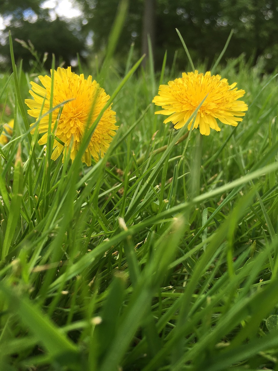 Kiaulpienė,  Meadow,  Pavasaris,  Geltona,  Gėlė,  Vasara,  Želdinių,  Smailu Gėlių,  Geltona Gėlė,  Žiedas