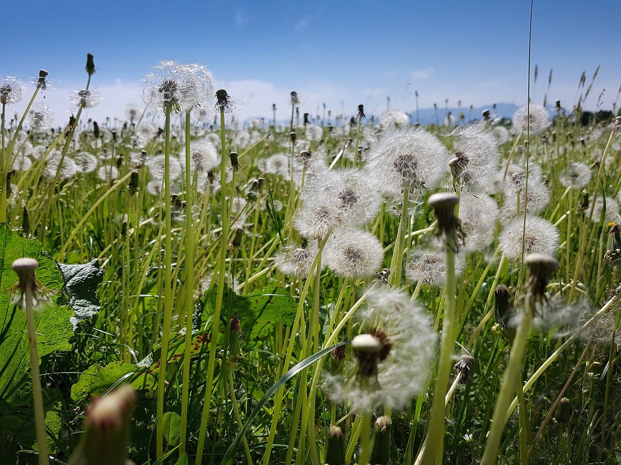 Kiaulpienė,  Meadow,  Pavasaris,  Žolė,  Baltos Spalvos,  Žalias,  Kalnai, Nemokamos Nuotraukos,  Nemokama Licenzija